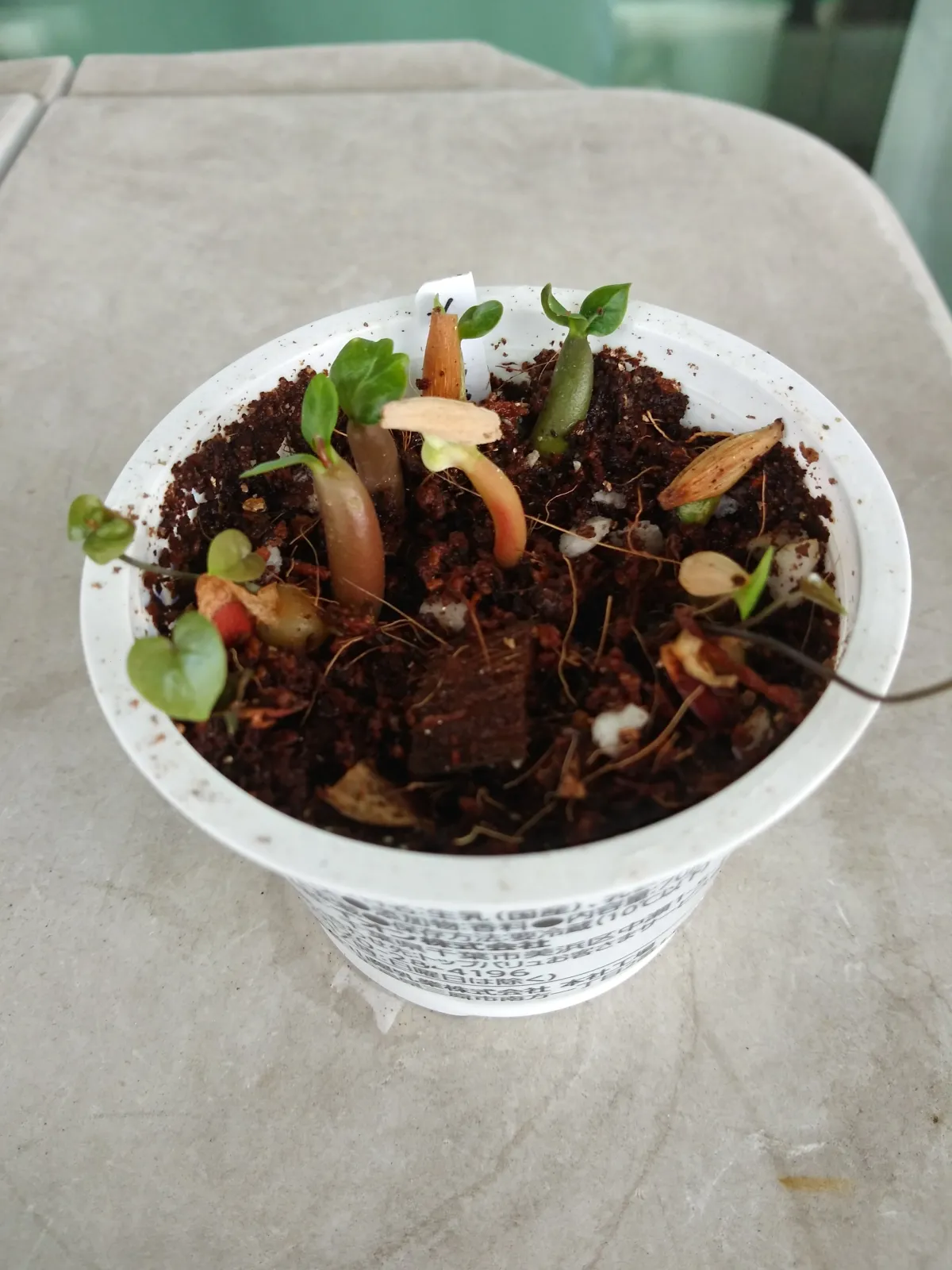 Adenium somalens (アデニウム ソマレンセ)