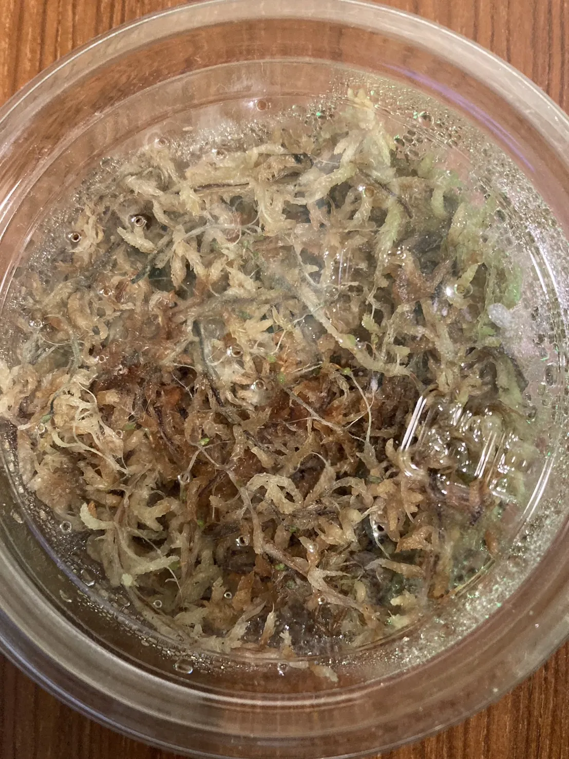Tillandsia ionanta (ティランジア イオナンタ)