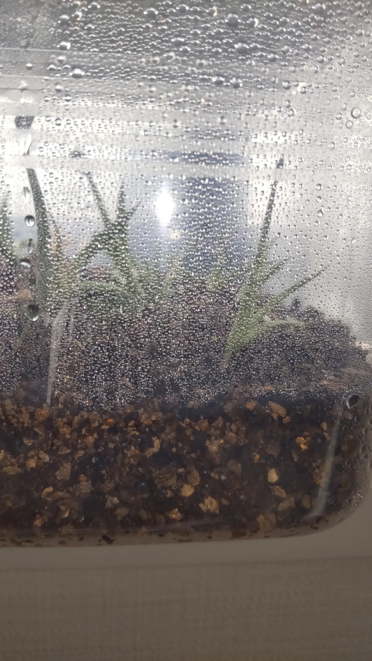 Agave parryi ssp. parryi (アガベ パリー)