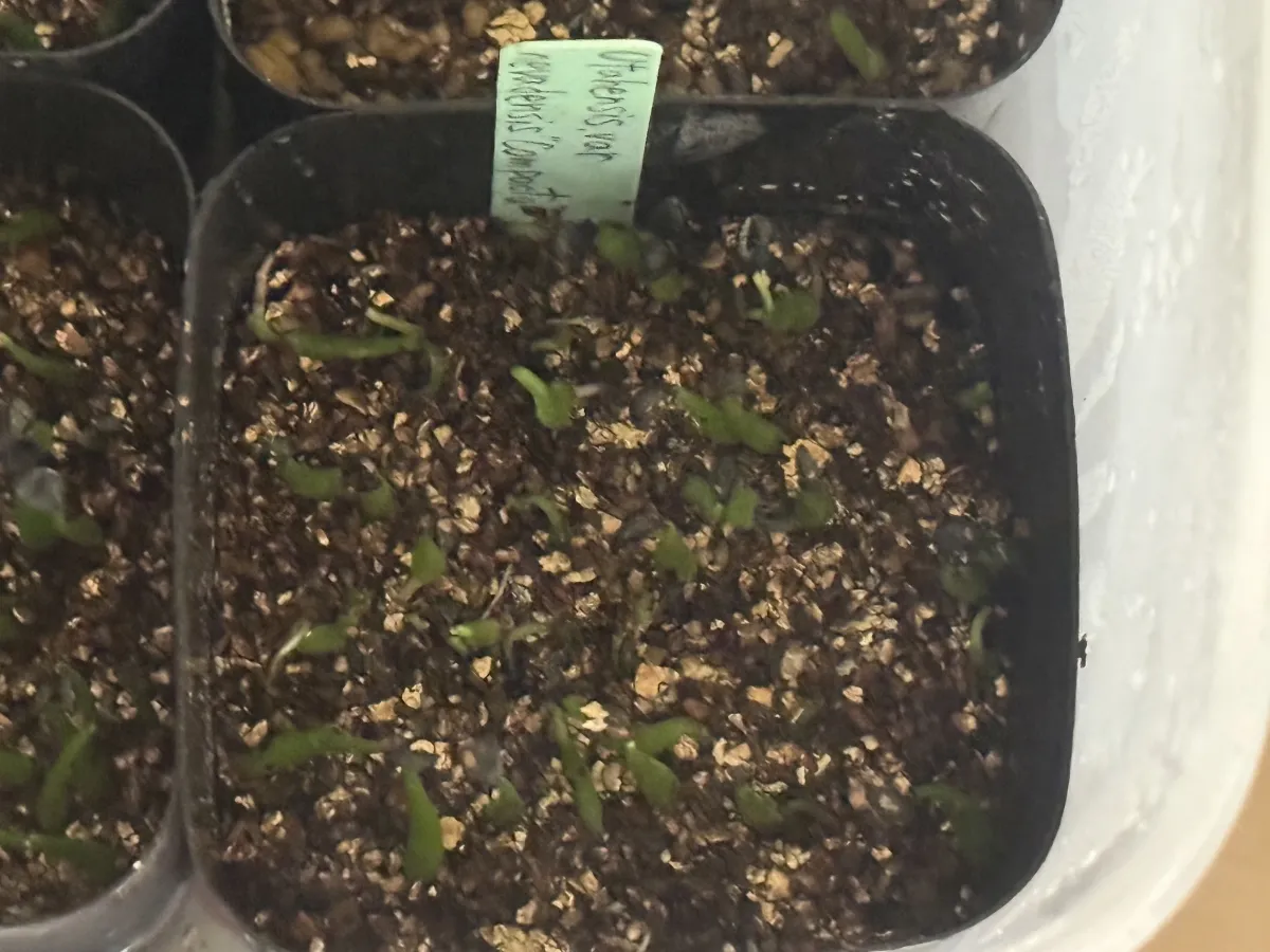 Agave utahensis v. nevadensis Compacta (アガベ ネバデンシス コンパクタ)