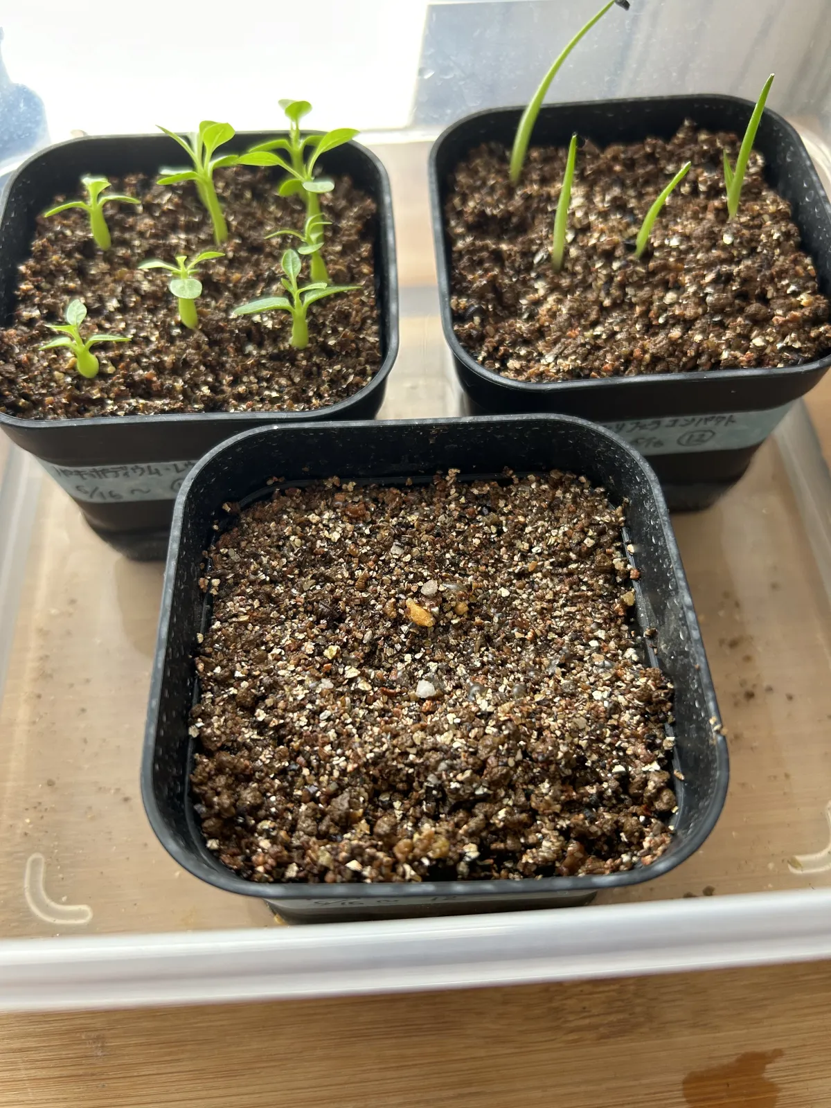 Pachypodium rosulatum var. gracilius ([無料種子] 発芽難 パキポディウム グラキリス　)