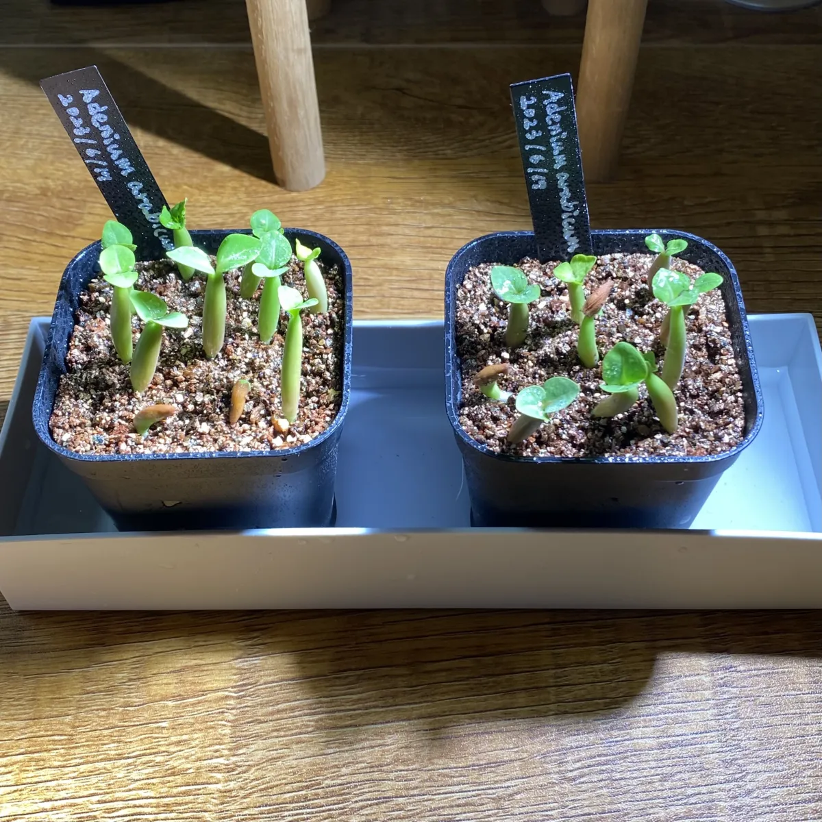 YSB Adenium arabicum Yak Sing Buri (アデニウム アラビカム)