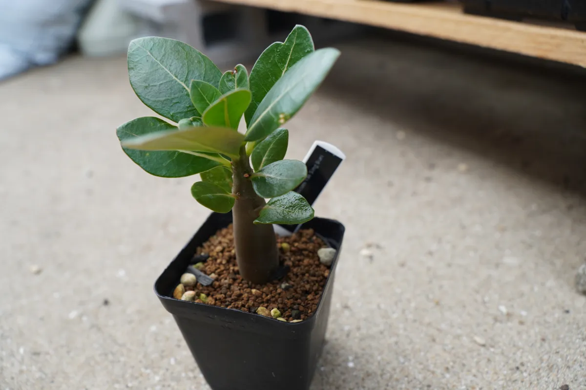PNW Adenium arabicum phet na wang (アデニウム アラビカム)