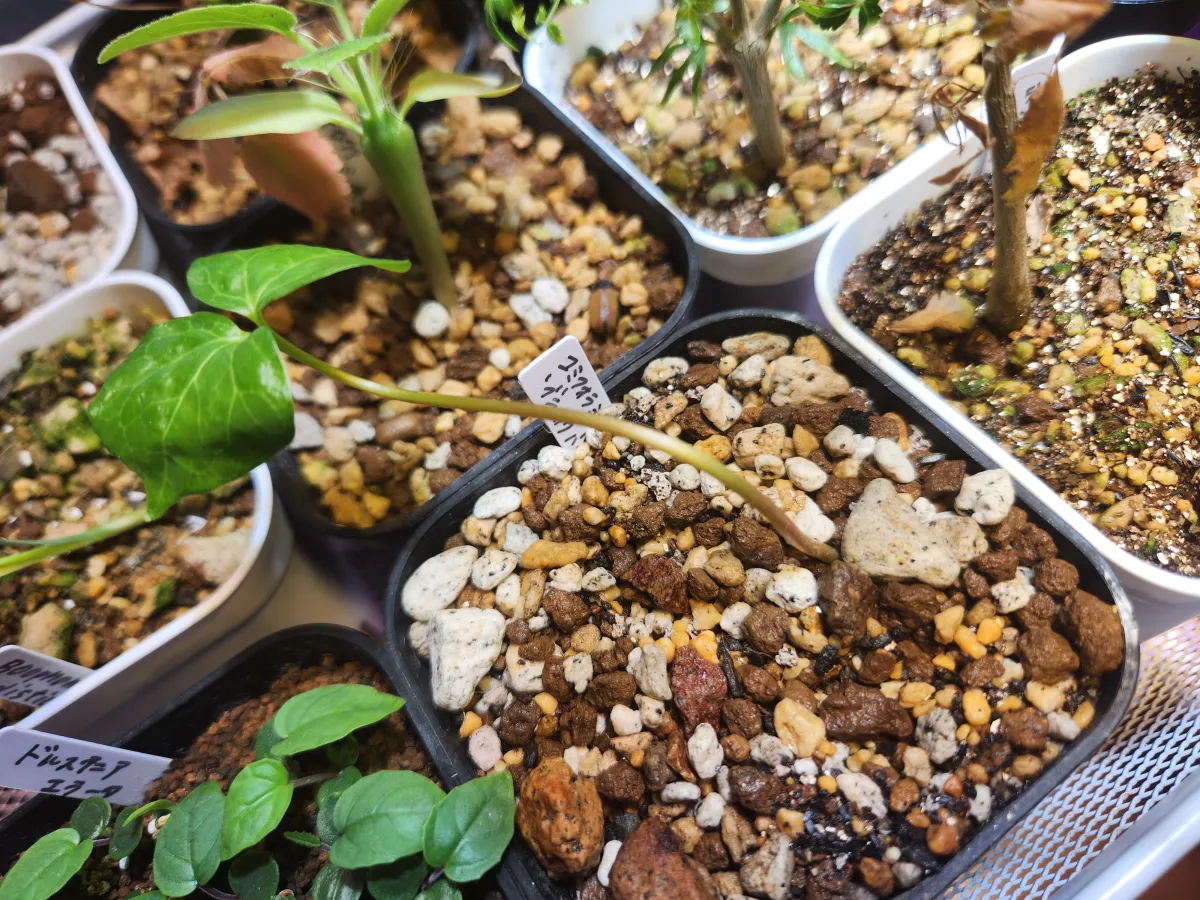 Commiphora mildbraedii (コミフォラ ミルドブラエディ ブラックバーク)