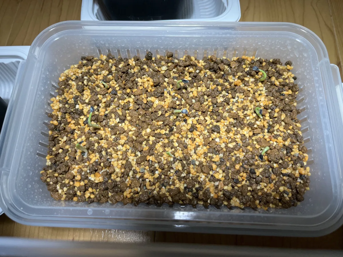 Agave titanota Blue Lot. (アガベ チタノタブルー)