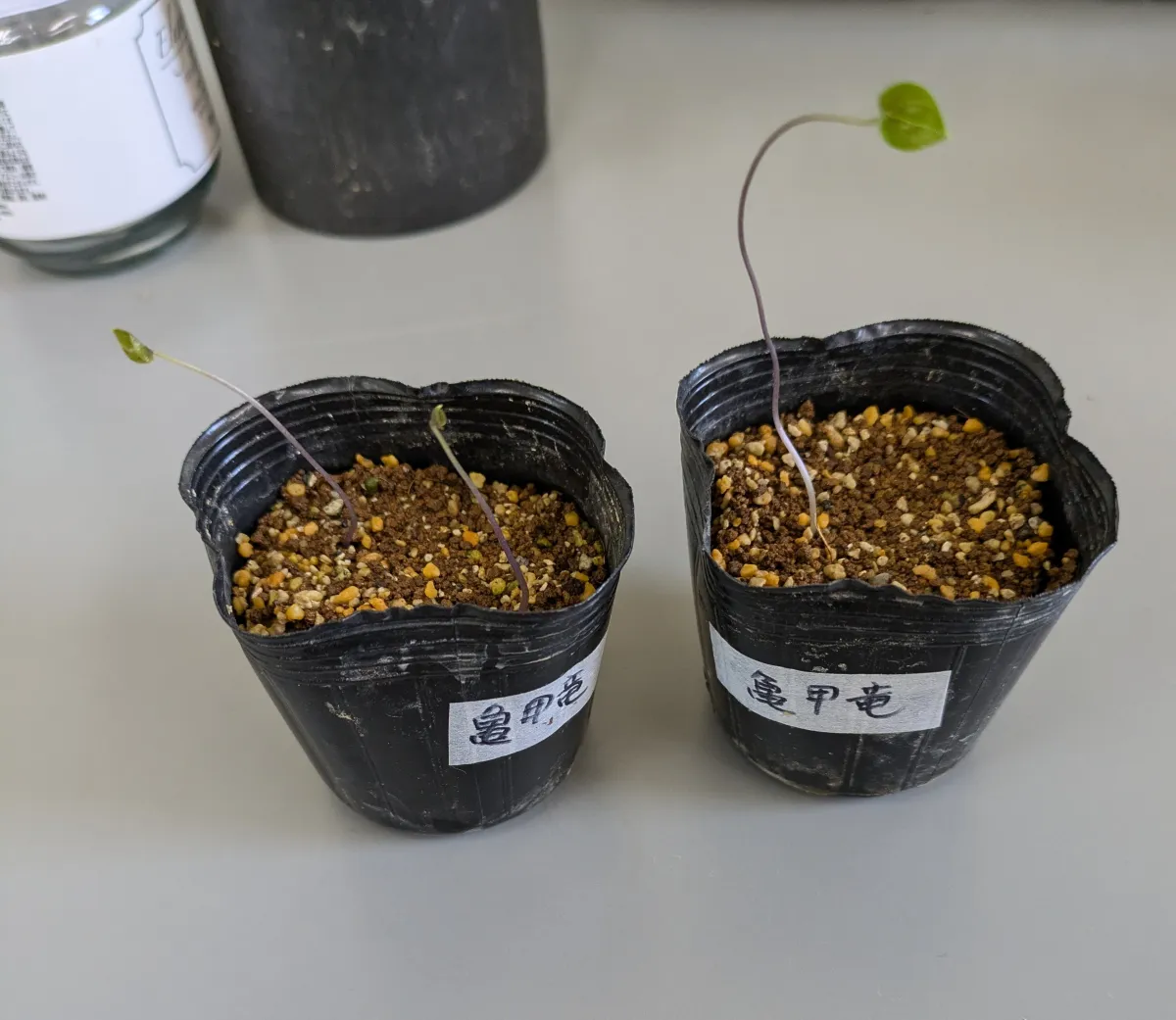 Dioscorea elephantipes (ディオスコレア エレファンティペス)