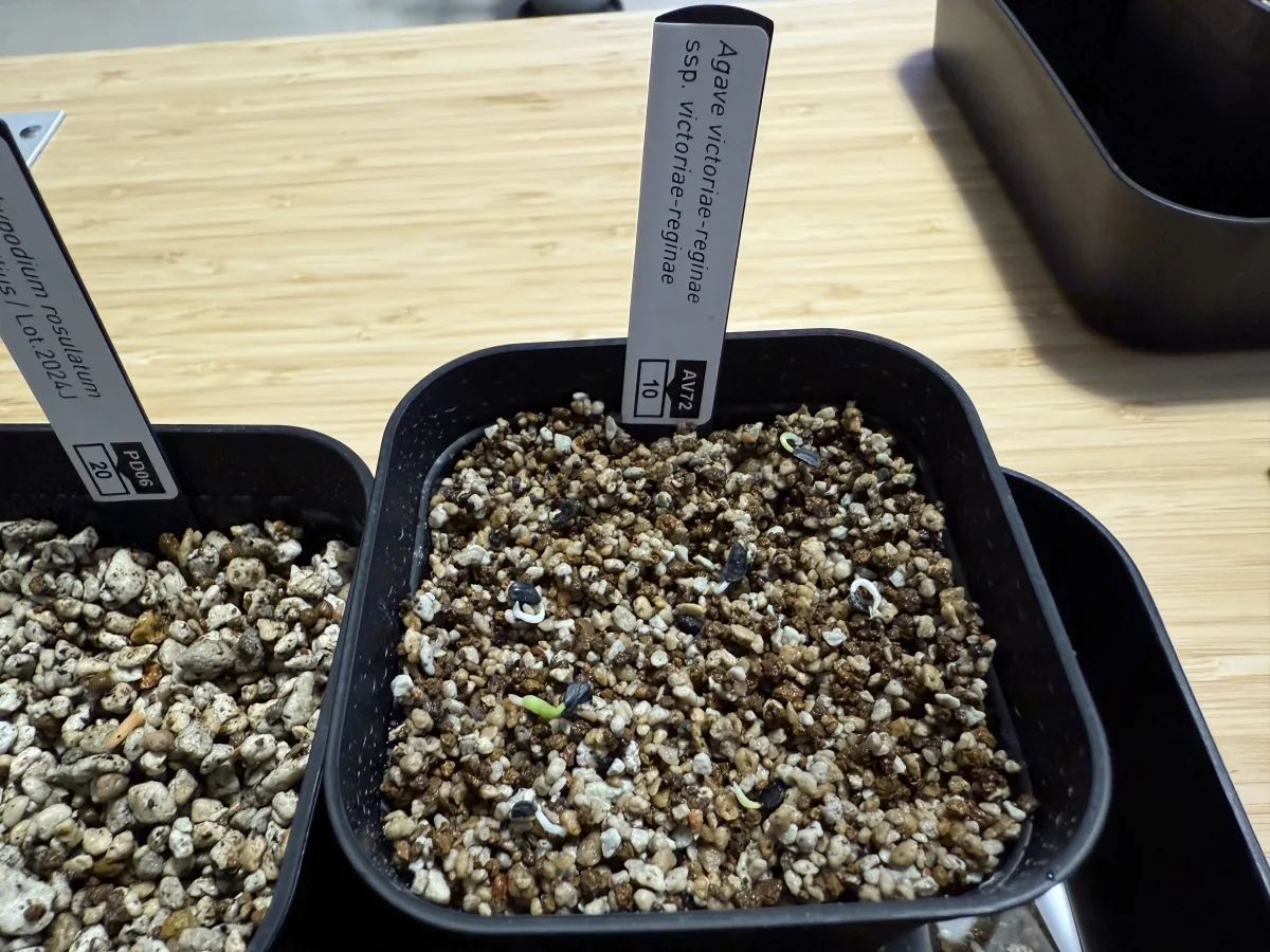 Agave victoriae-reginae ssp. victoriae-reginae (アガベ ビクトリアレジーナエ 笹の雪)