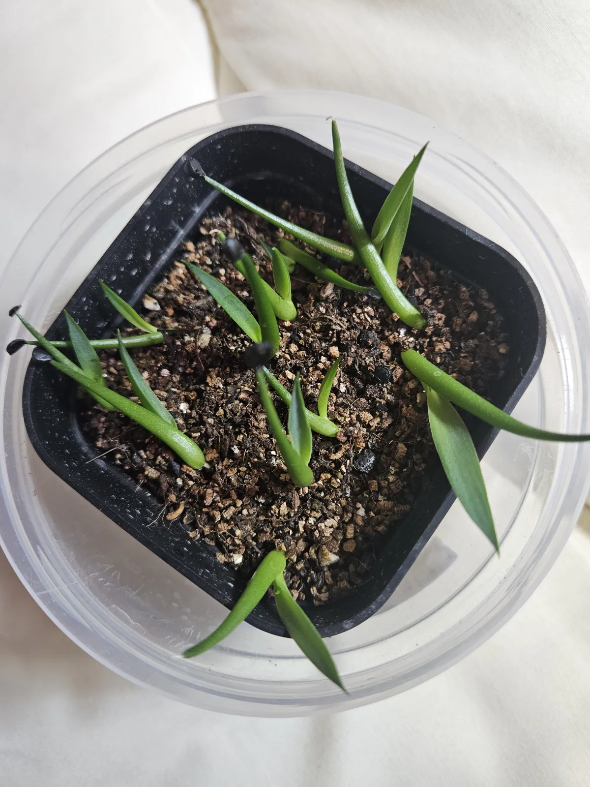 Agave utahensis v. nevadensis Compacta (アガベ ネバデンシス コンパクタ)