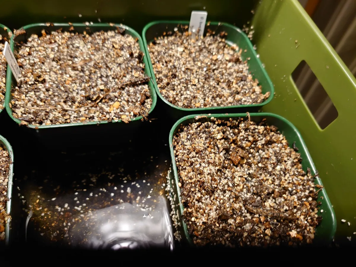 Pachypodium brevicaule ssp. brevicaule ([モニター種子] パキポディウム ブレビカウレ)