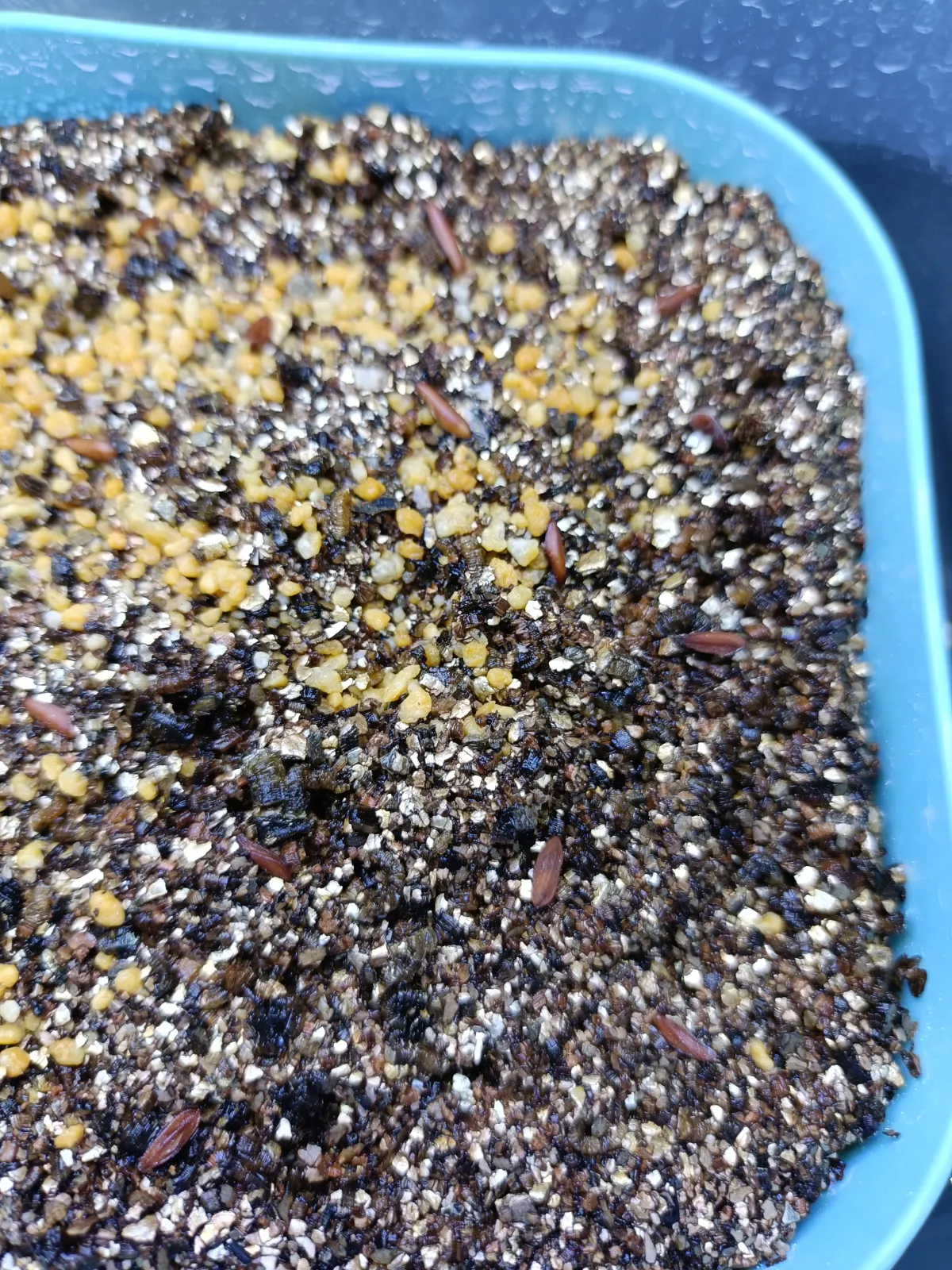 Pachypodium rosulatum var. gracilius ([無料種子] 発芽難 パキポディウム グラキリス　)
