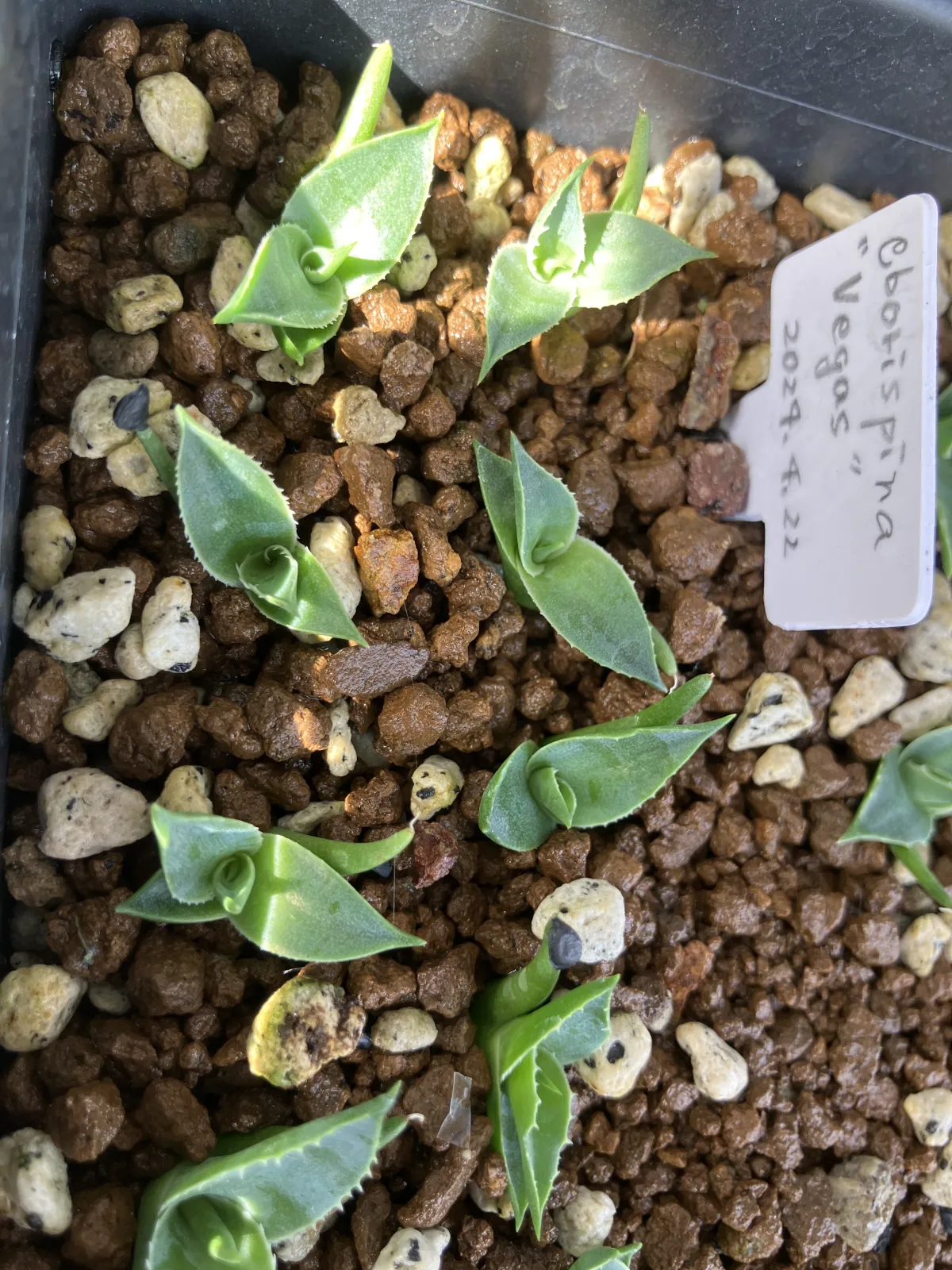 Agave utahensis var. eborispina Vegas (アガベ エボリスピナ ヴェガス)