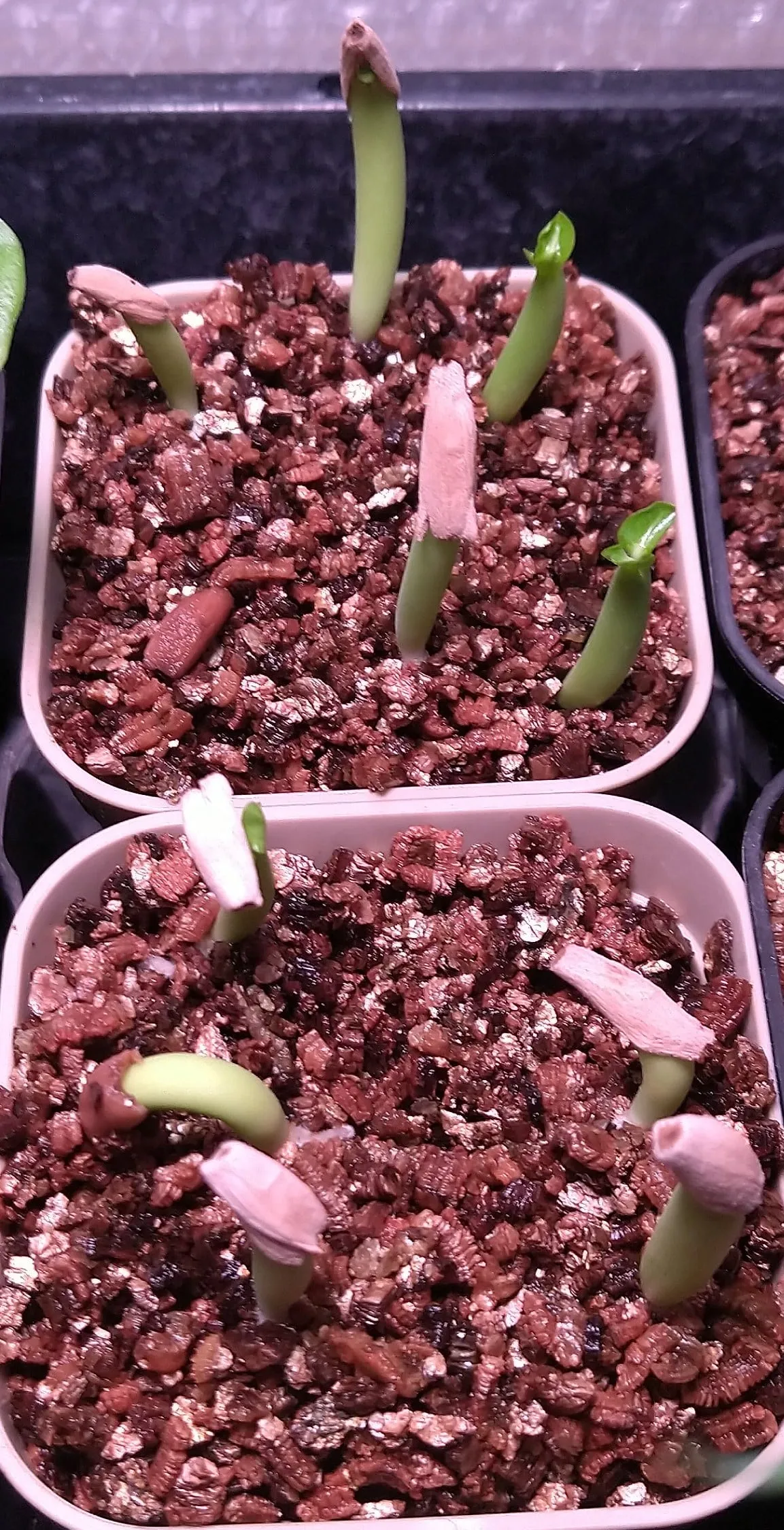 KHZ Adenium thai socotranum KHZ (アデニウム タイ ソコトラナム)