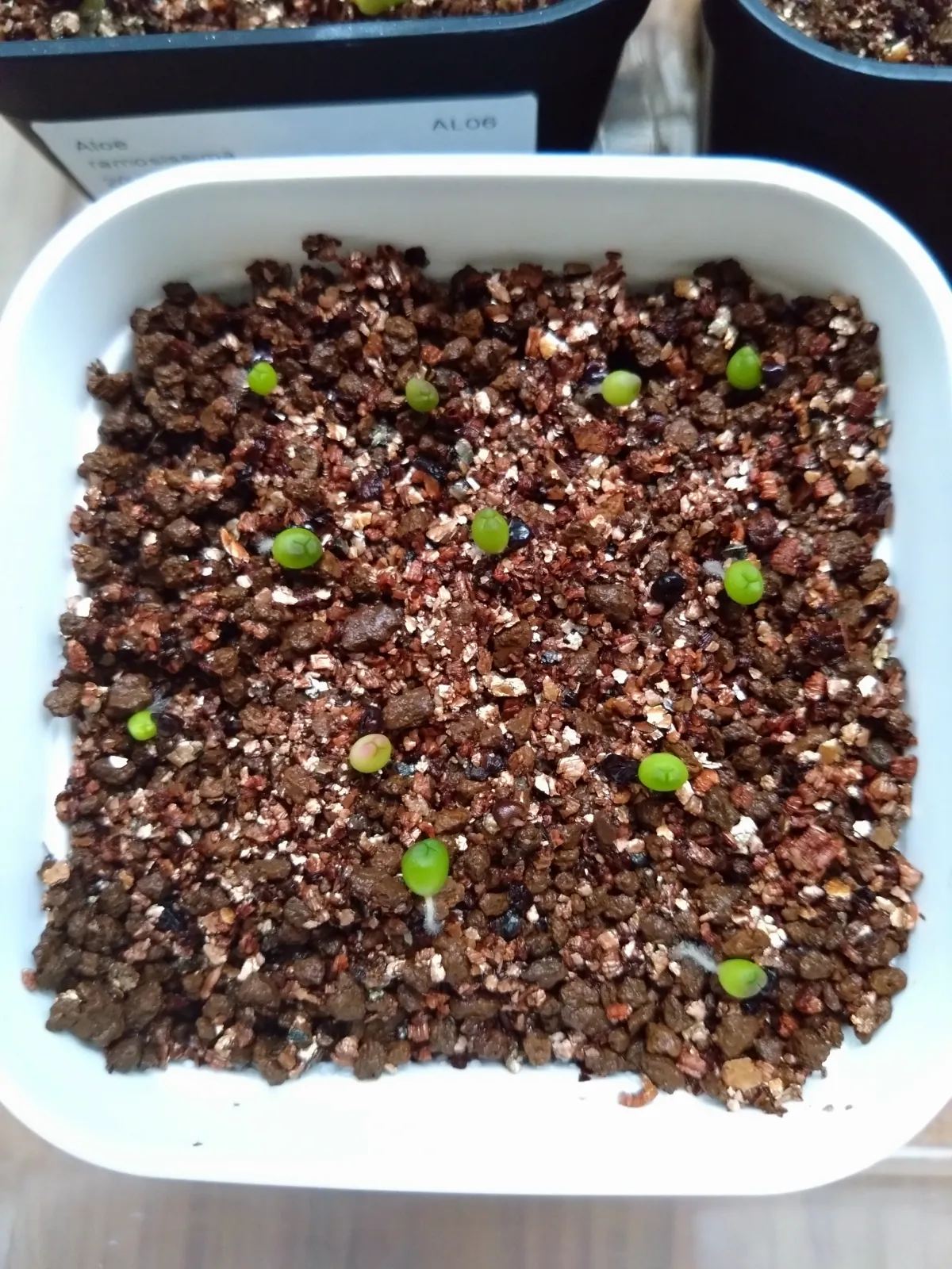Astrophytum asterias gonzales (アストロフィツム ゴンザレス)