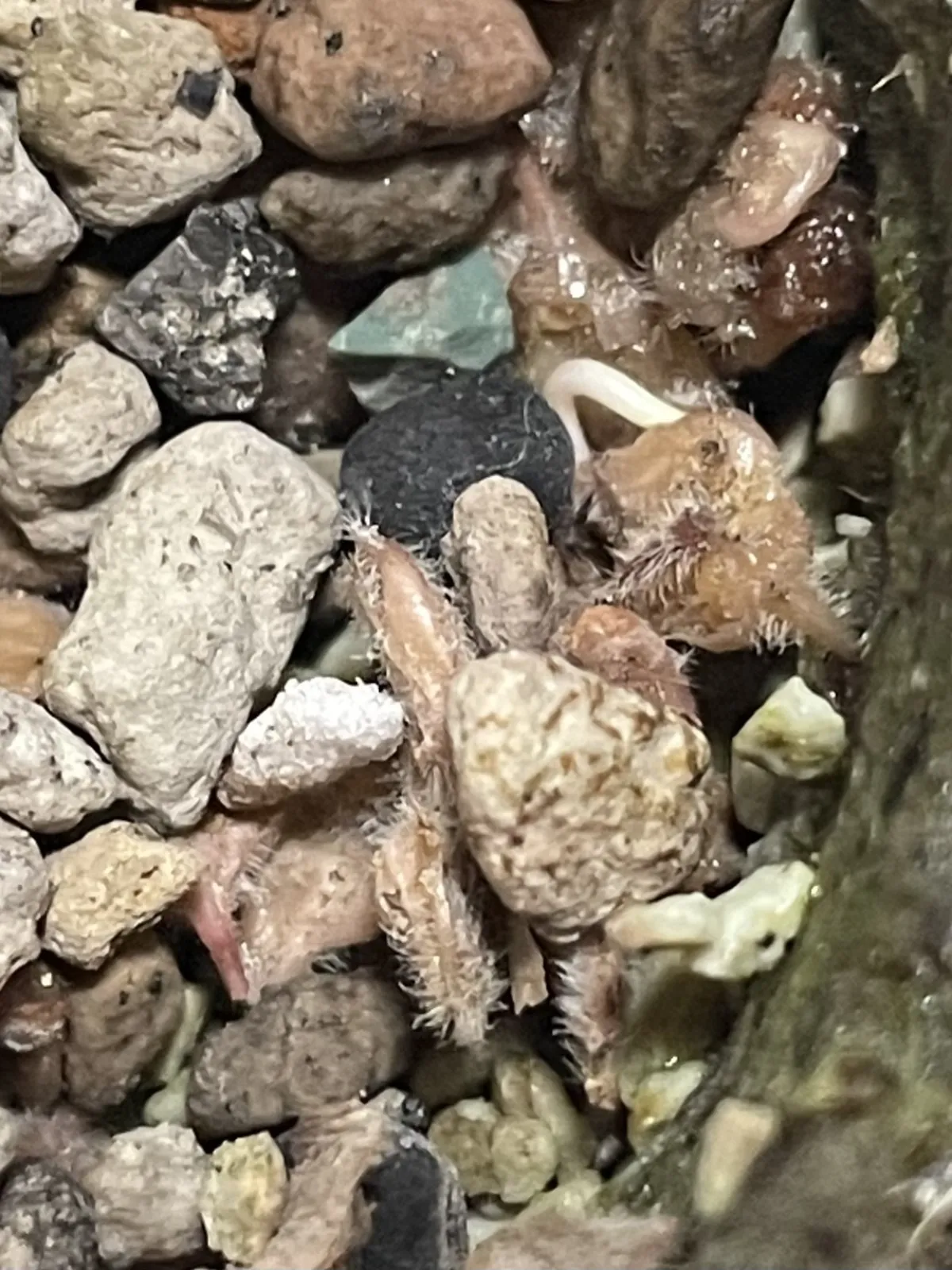 Pachycormus discolor var. veatchianus (パキコルムス ディスカラー ビーチアナス)
