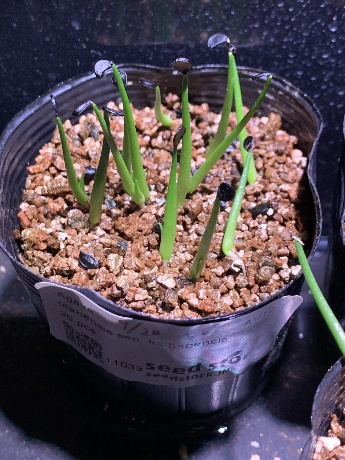 Agave utahensis kaibabensis (アガベ カイバベンシス)