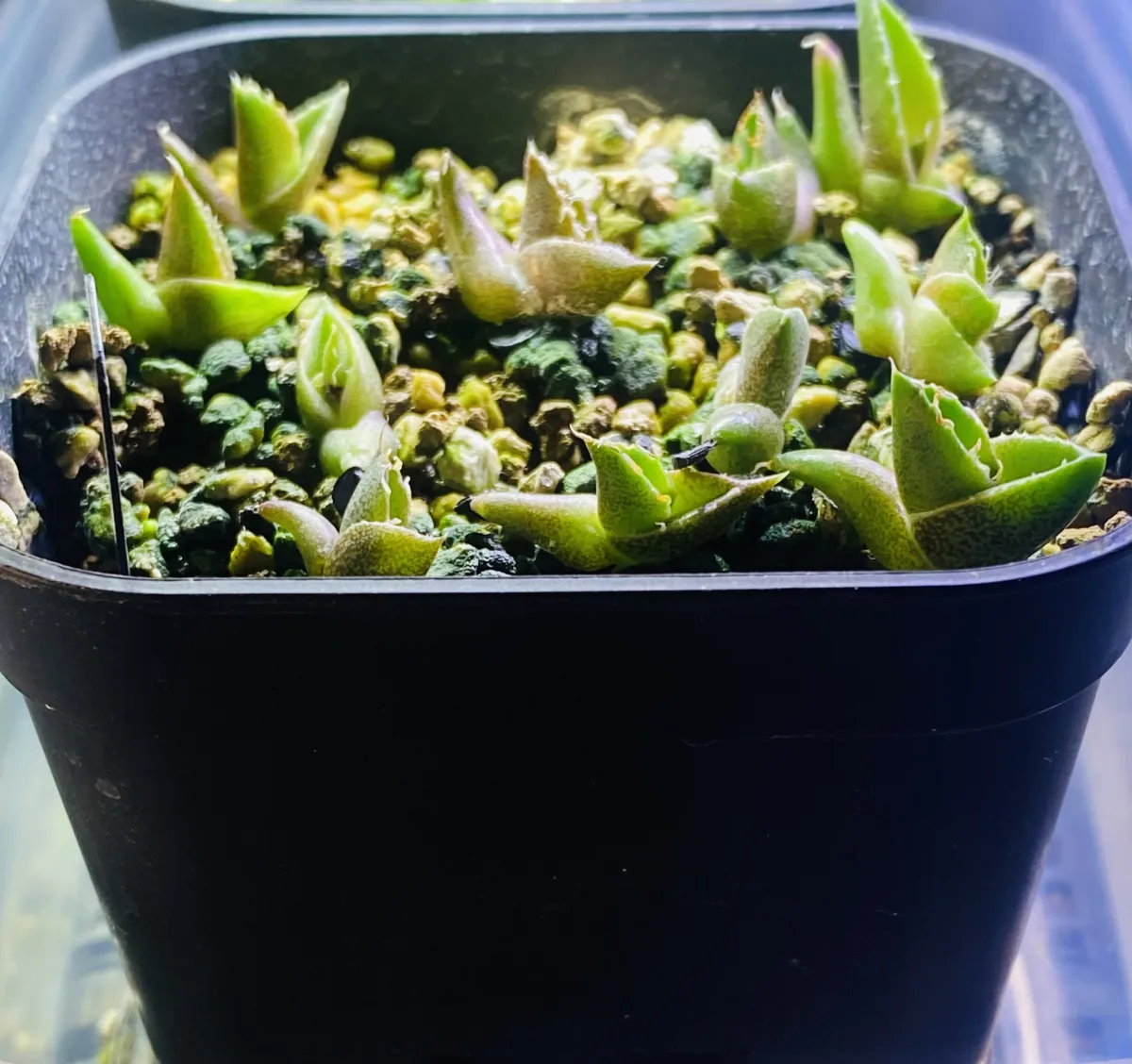 Agave oteroi Lot. (アガベ オテロイ)