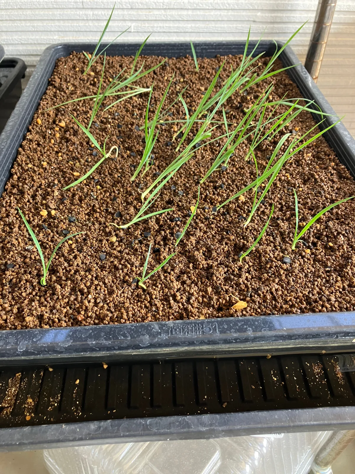 Yucca thompsoniana (ユッカ トンプソニアーナ)