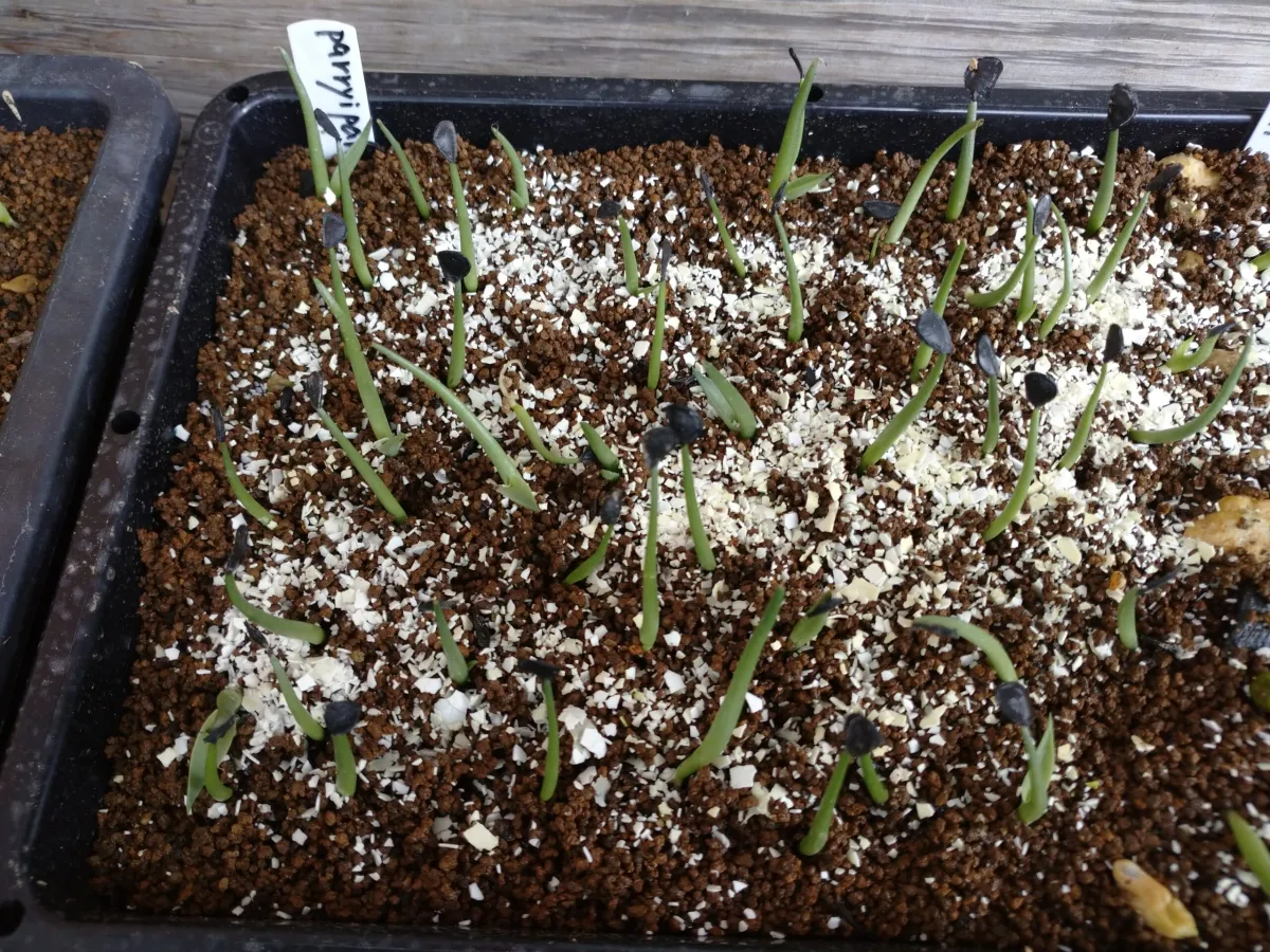 Agave parryi ssp. parryi (アガベ パリー)