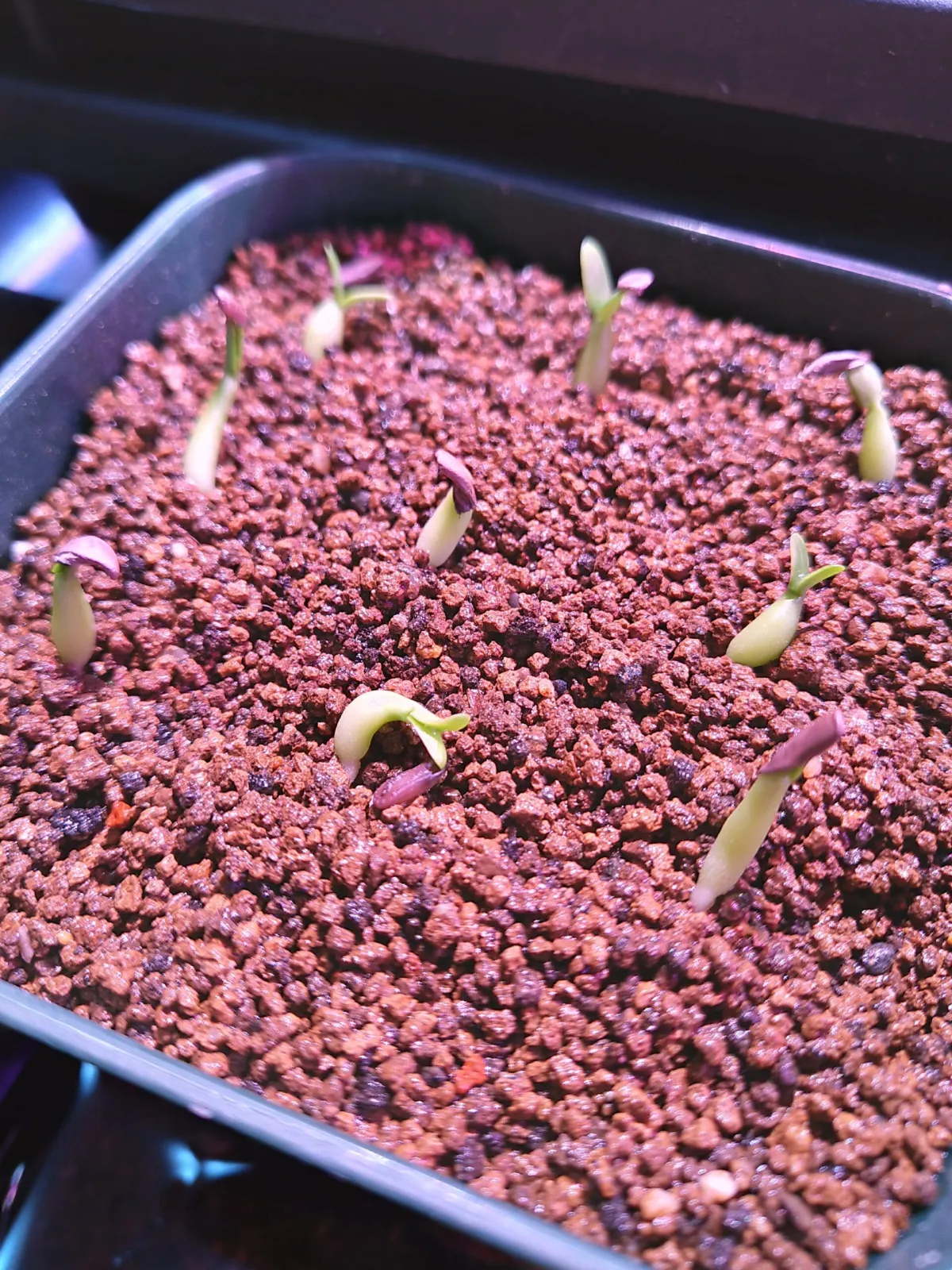 Pachypodium horombense (パキポディウム ホロンベンセ)