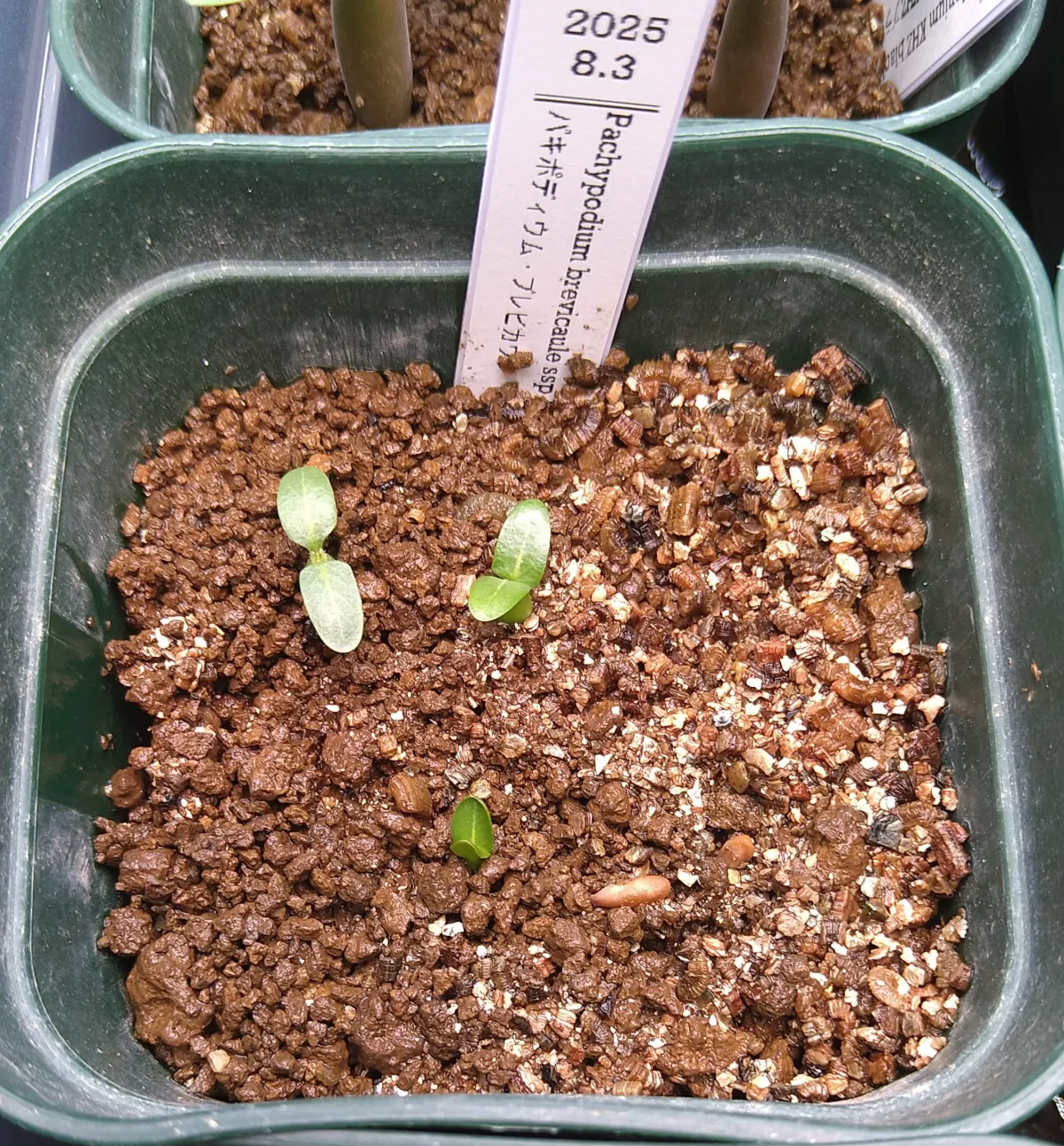 Pachypodium brevicaule ssp. brevicaule (パキポディウム ブレビカウレ)