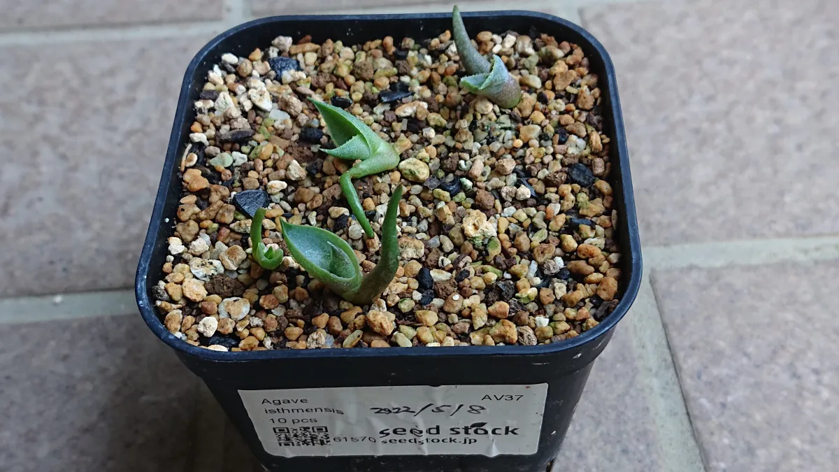 Agave isthmensis (アガベ イシスメンシス)