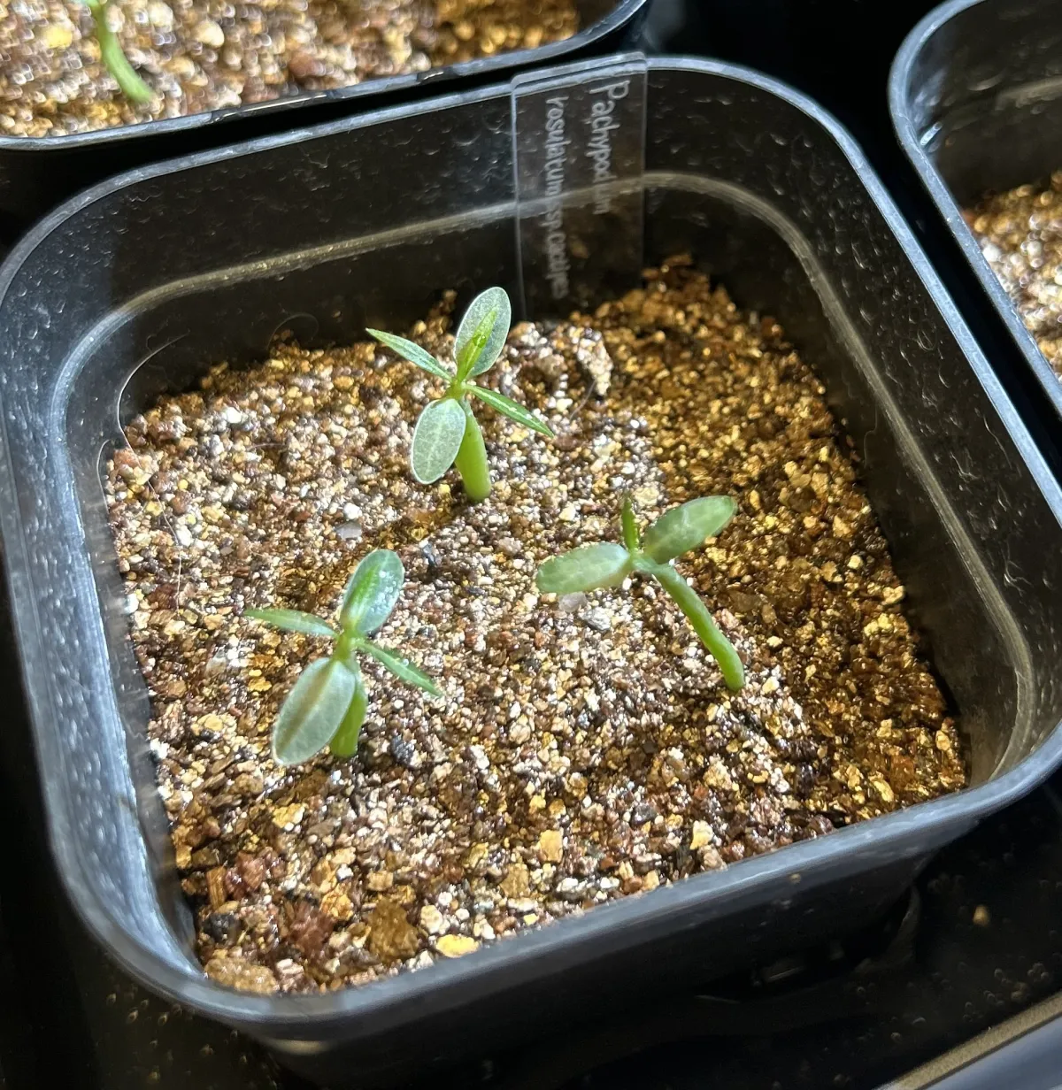 Pachypodium rosulatum ssp. cactipes (パキポディウム カクチペス)