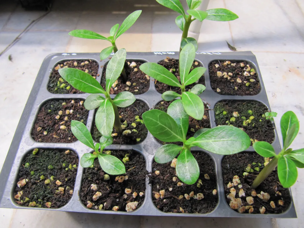 Adenium multiflorum (アデニウム マルチフローラム)