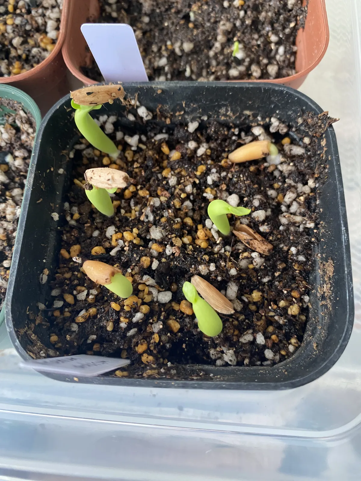 PNW Adenium arabicum phet na wang (アデニウム アラビカム)