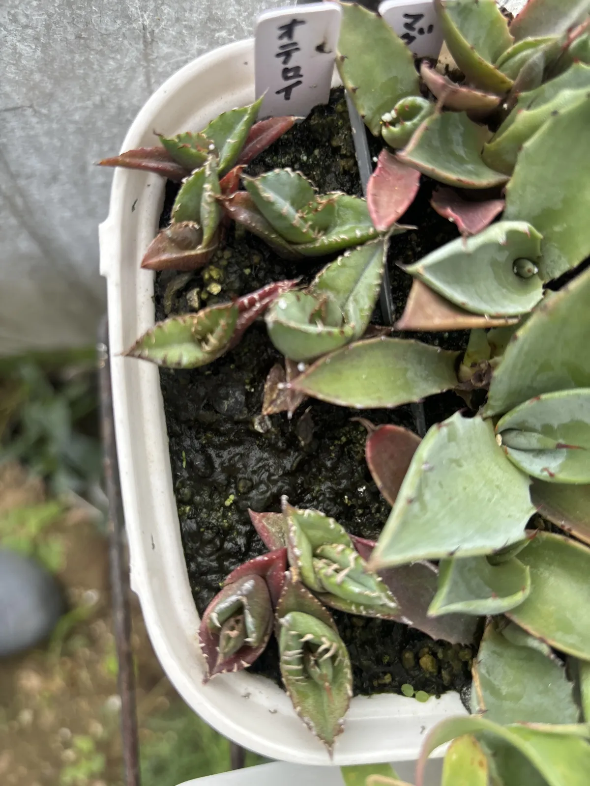 Agave oteroi Lot. (アガベ オテロイ)