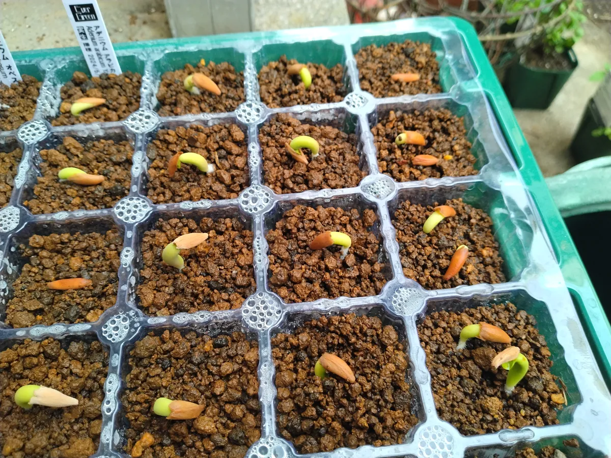 YLB Adenium arabicum Yak Lop Buri (アデニウム アラビカム)