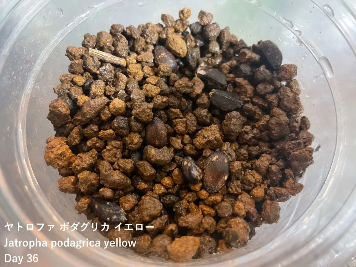Jatropha podagrica yellow (ヤトロファ ポダグリカ イエロー)