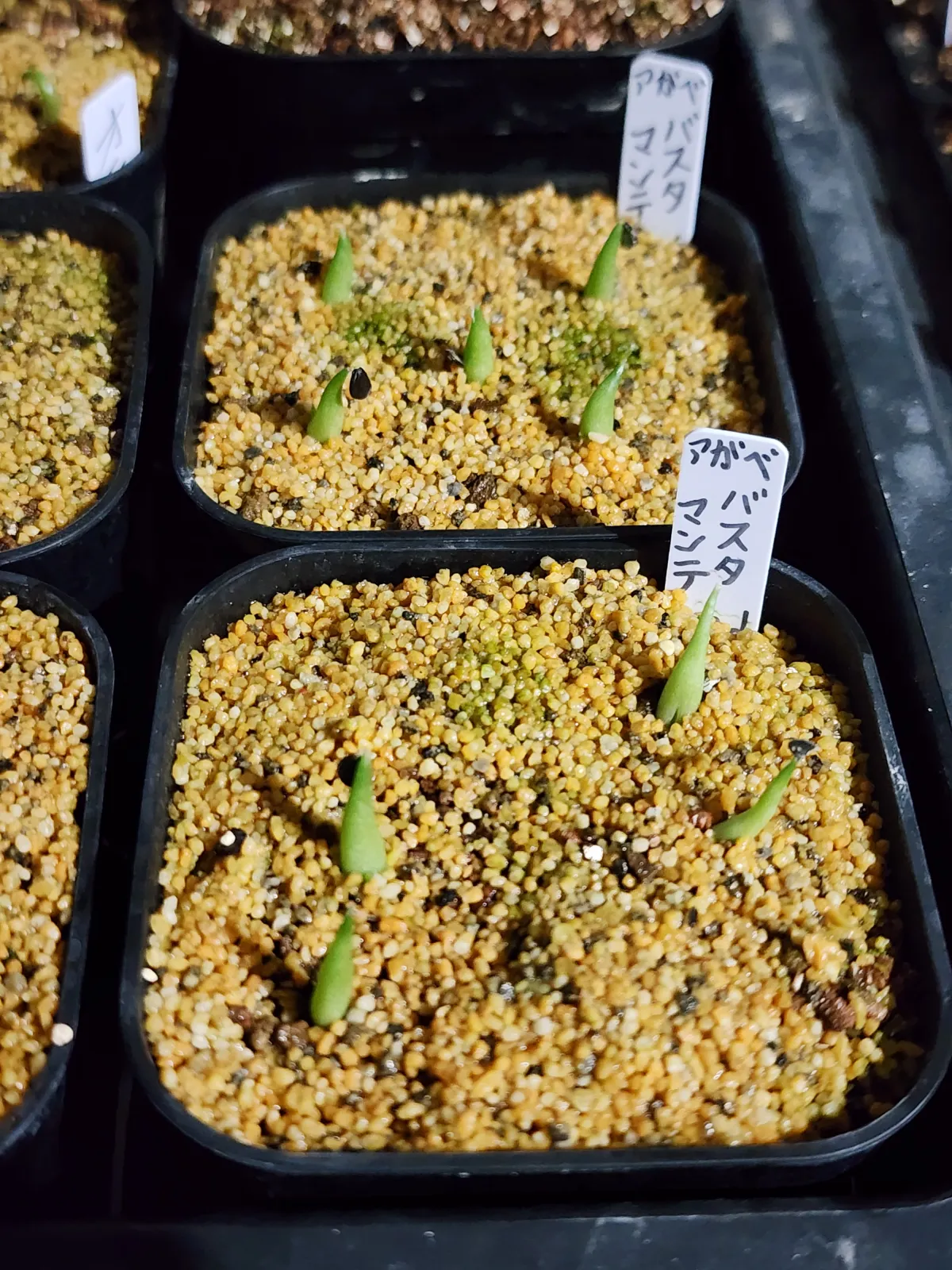 Agave victoriae-reginae (アガベ バスタマンテ)