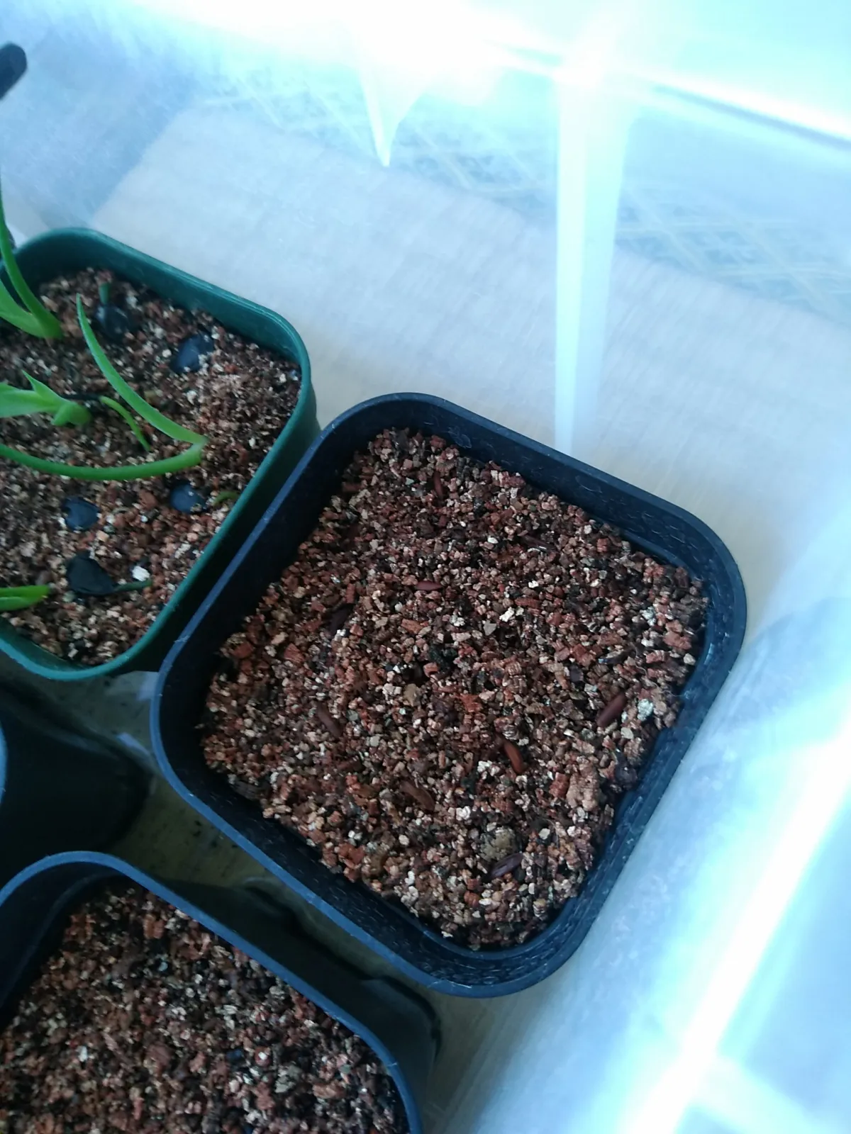 Pachypodium rosulatum var. gracilius ([無料種子] 発芽難 パキポディウム グラキリス　)