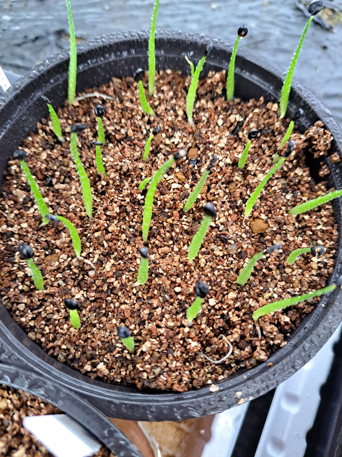 Agave utahensis kaibabensis (アガベ カイバベンシス)