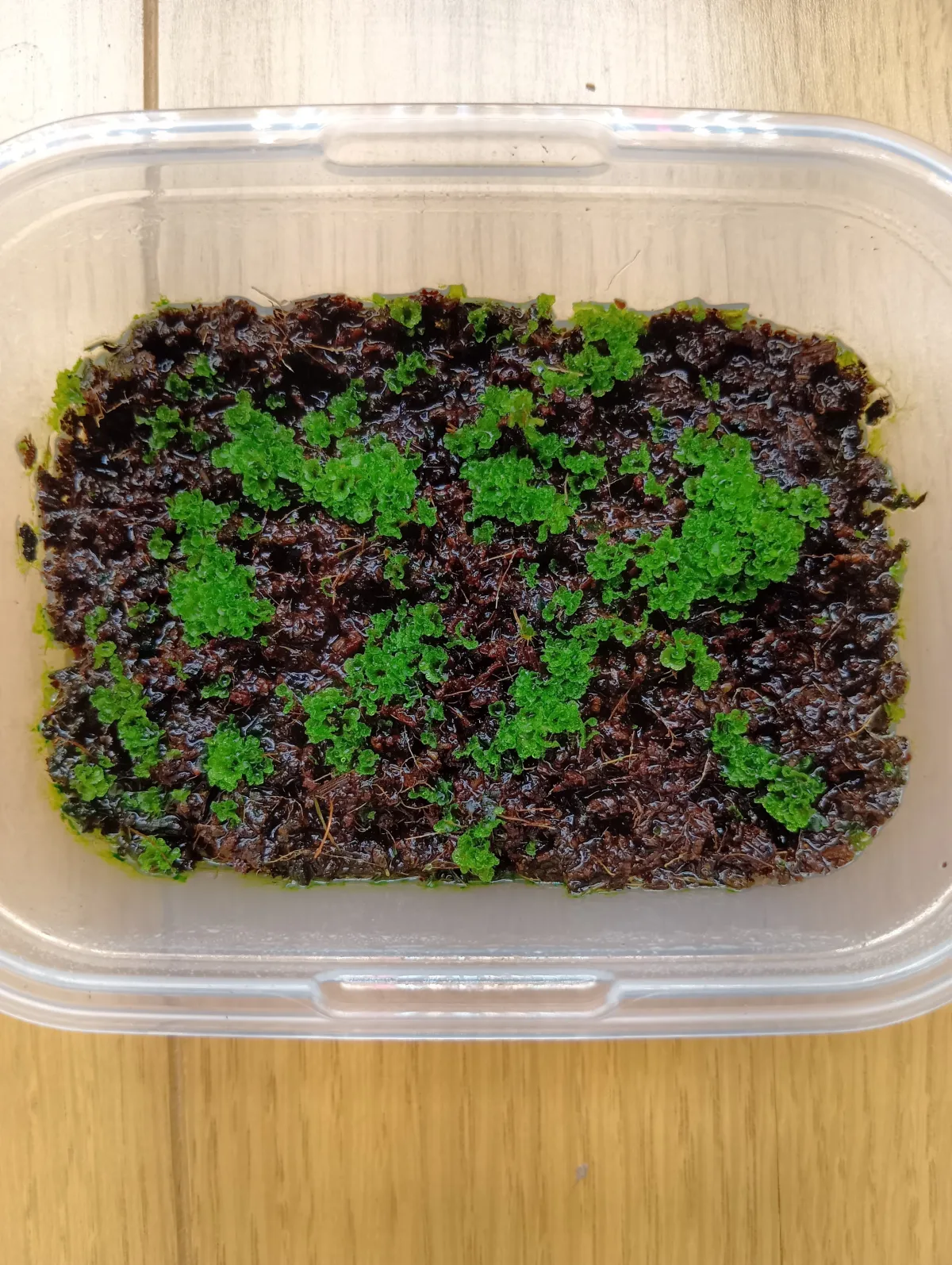 Platycerium ridleyi ([種子/胞子] ビカクシダ リドレイ)