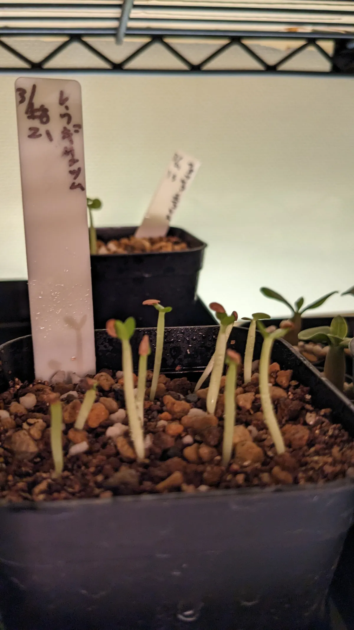 Pachypodium brevicaule subsp. leucoxanthum (パキポディウム レウコキサンツム)