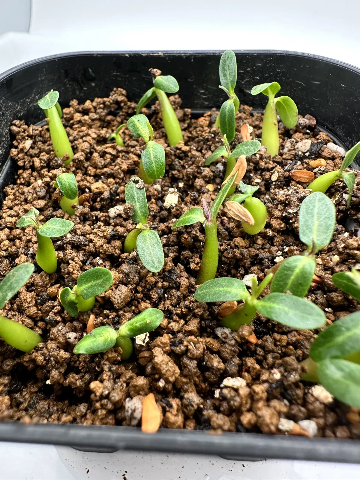 Pachypodium rosulatum ssp. cactipes (パキポディウム カクチペス)