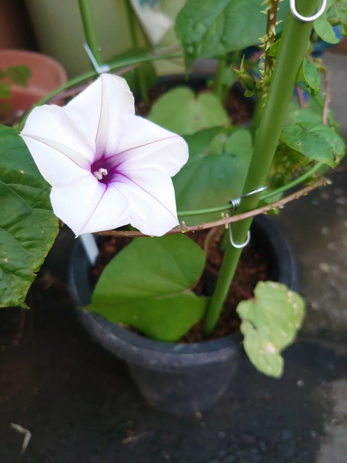 sp. Ipomoea sp. (イポメア)