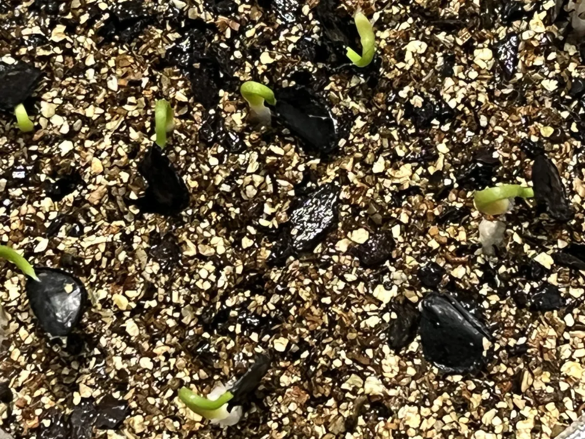 Agave cupreata （モニター）