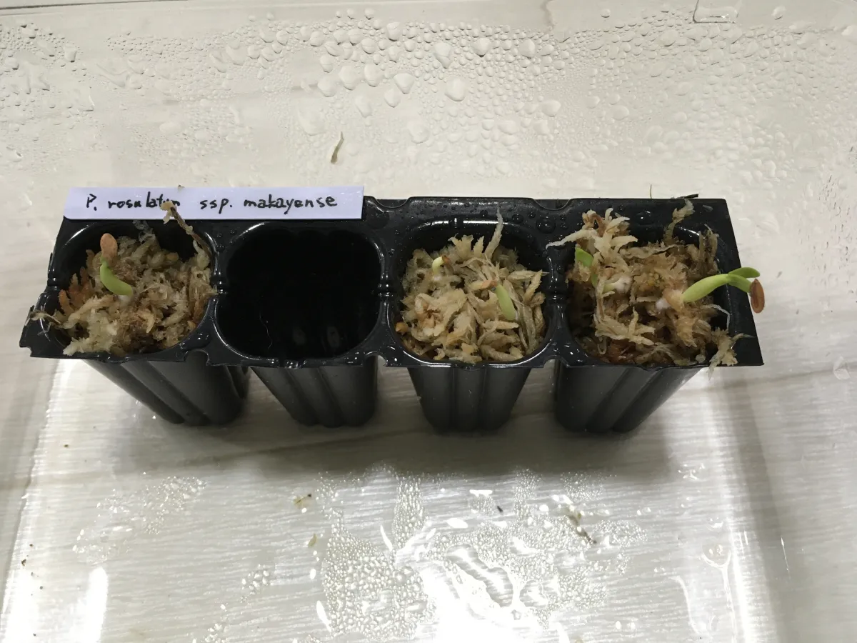 Pachypodium rosulatum ssp. makayense (パキポディウム マカイエンセ)