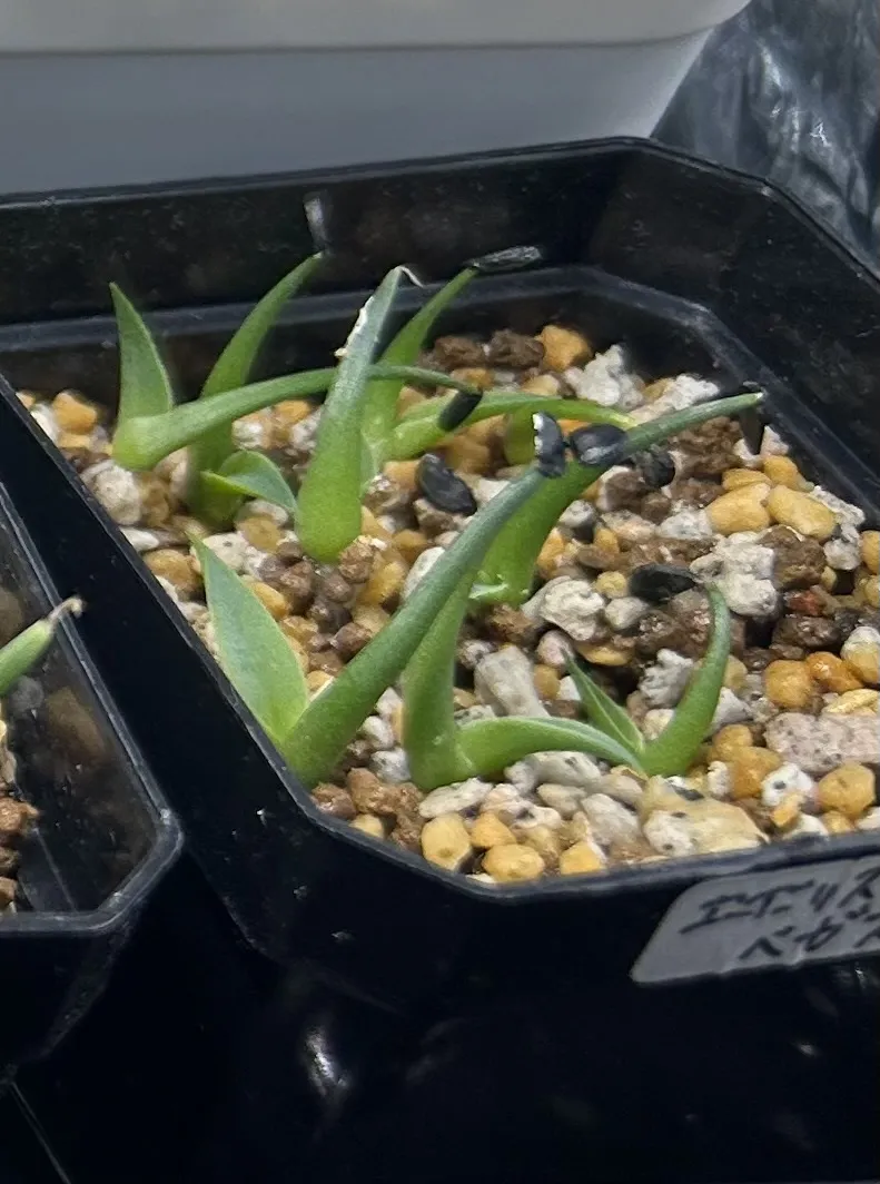 Agave utahensis var. eborispina Vegas (アガベ エボリスピナ ヴェガス)