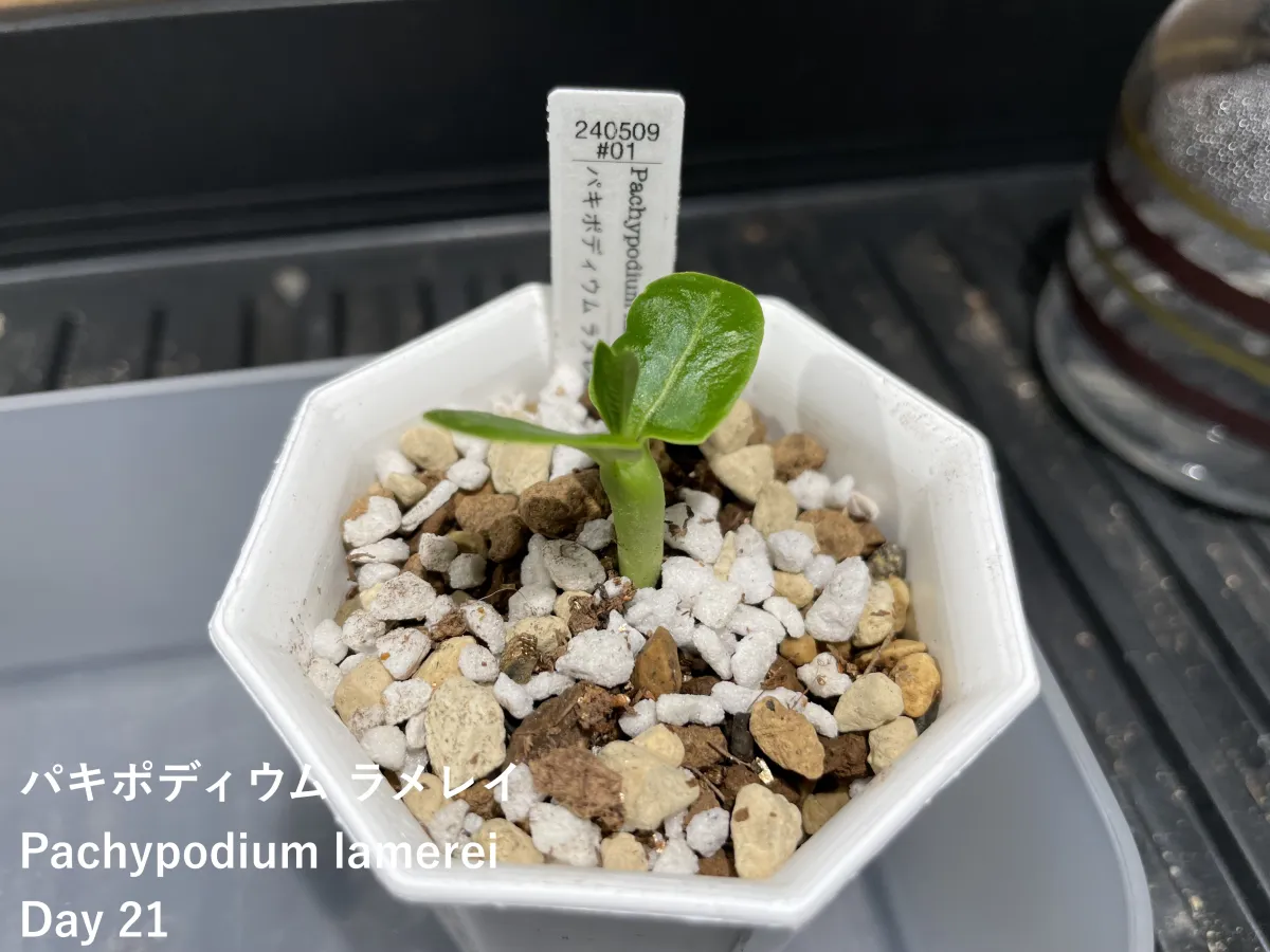 Pachypodium lamerei (パキポディウム ラメレイ)