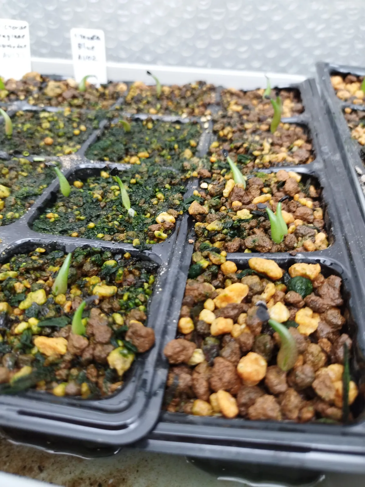 Agave titanota Blue Lot. (アガベ チタノタブルー)