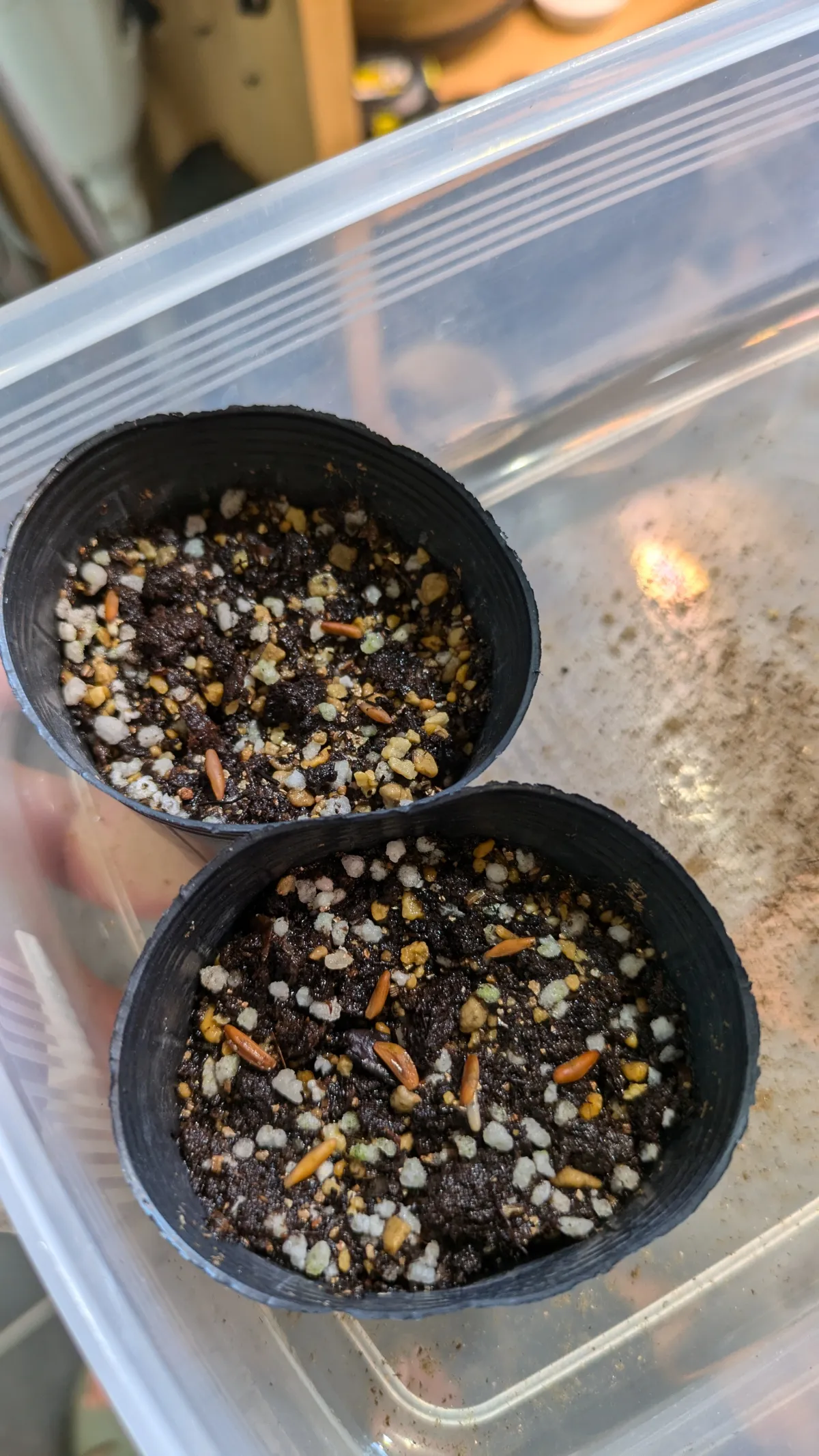 Pachypodium rosulatum var. gracilius ([無料種子] 発芽難 パキポディウム グラキリス　)