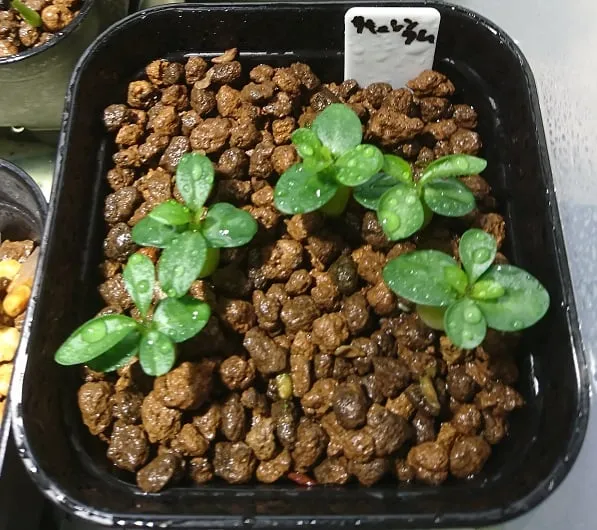 Pachypodium succulentum (パキポディウム サキュレンタム)