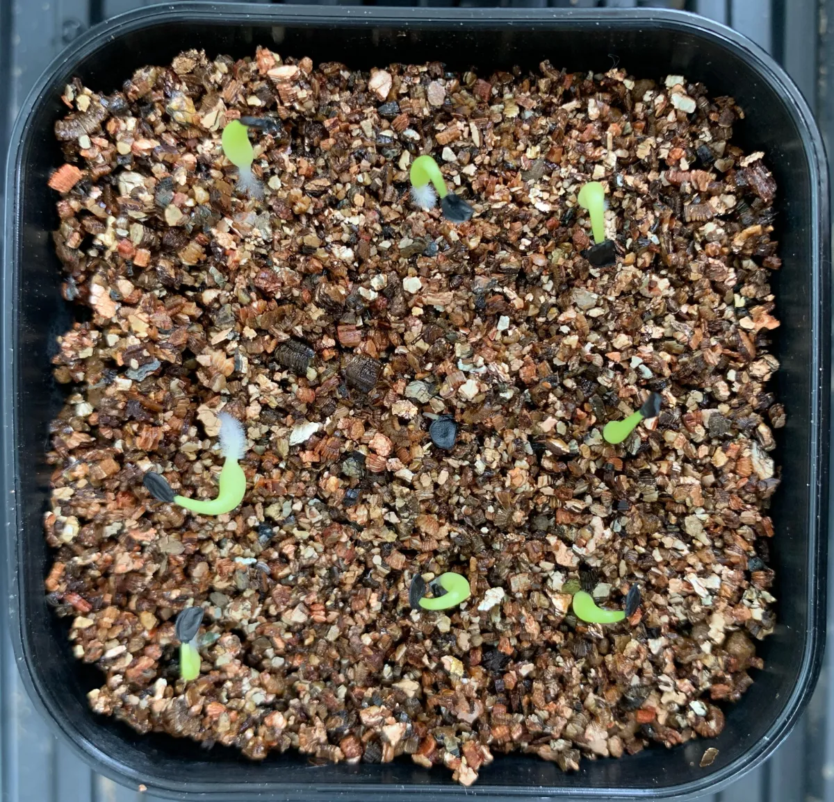 Agave titanota Blue Lot. (アガベ チタノタブルー)