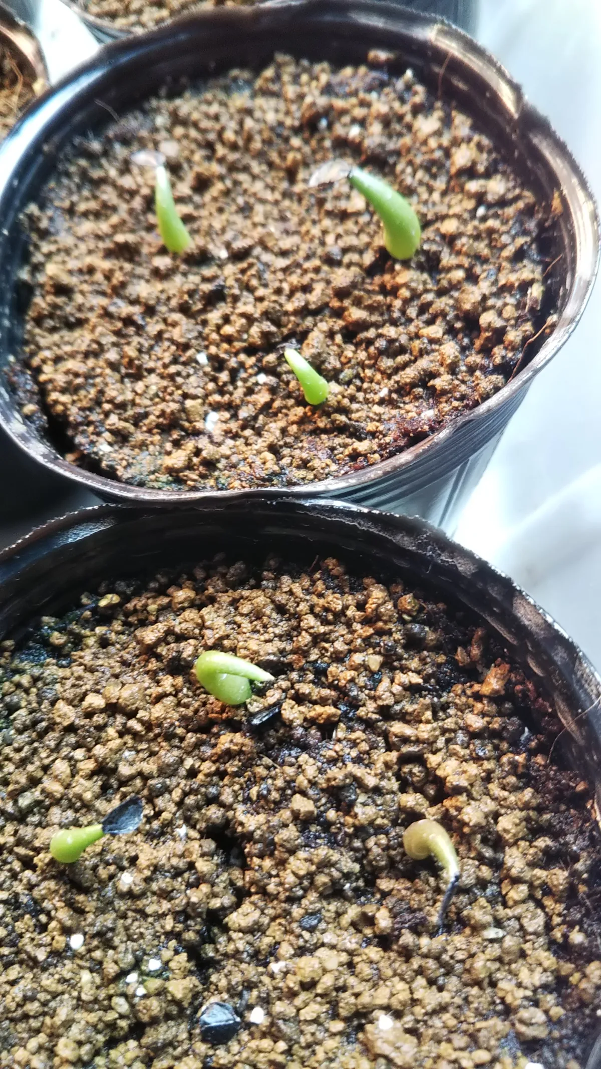 Agave titanota Blue Lot. (アガベ チタノタブルー)
