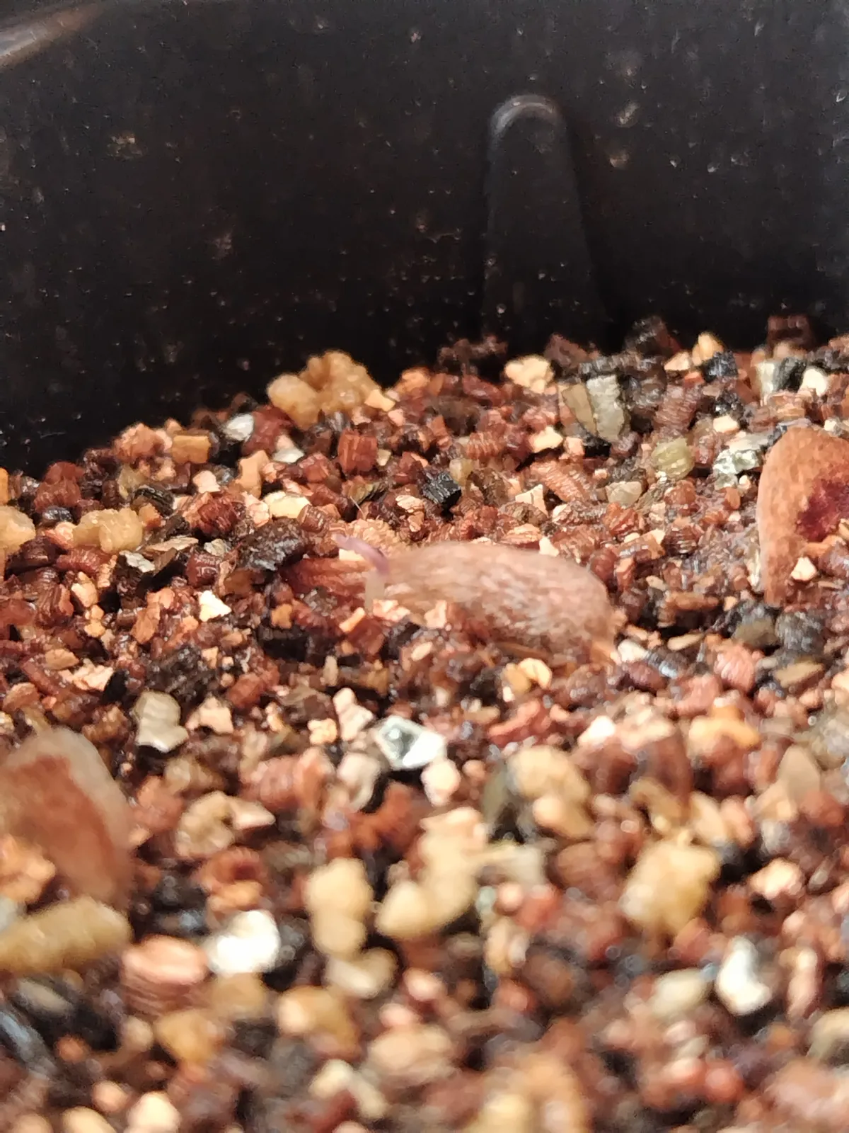 Dioscorea elephantipes Lot. (ディオスコレア エレファンティペス)