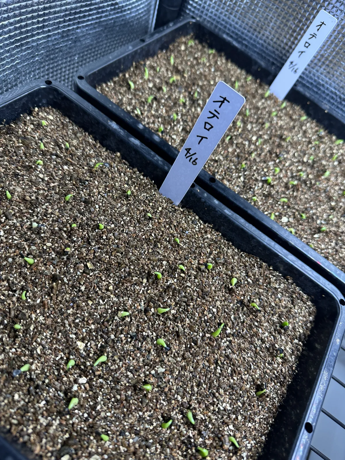 Agave oteroi Lot. (アガベ オテロイ)