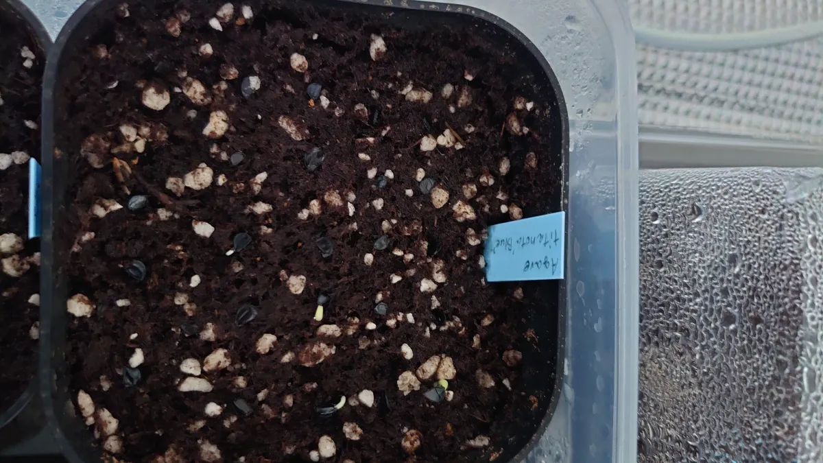 Agave titanota Blue Lot. (アガベ チタノタブルー)